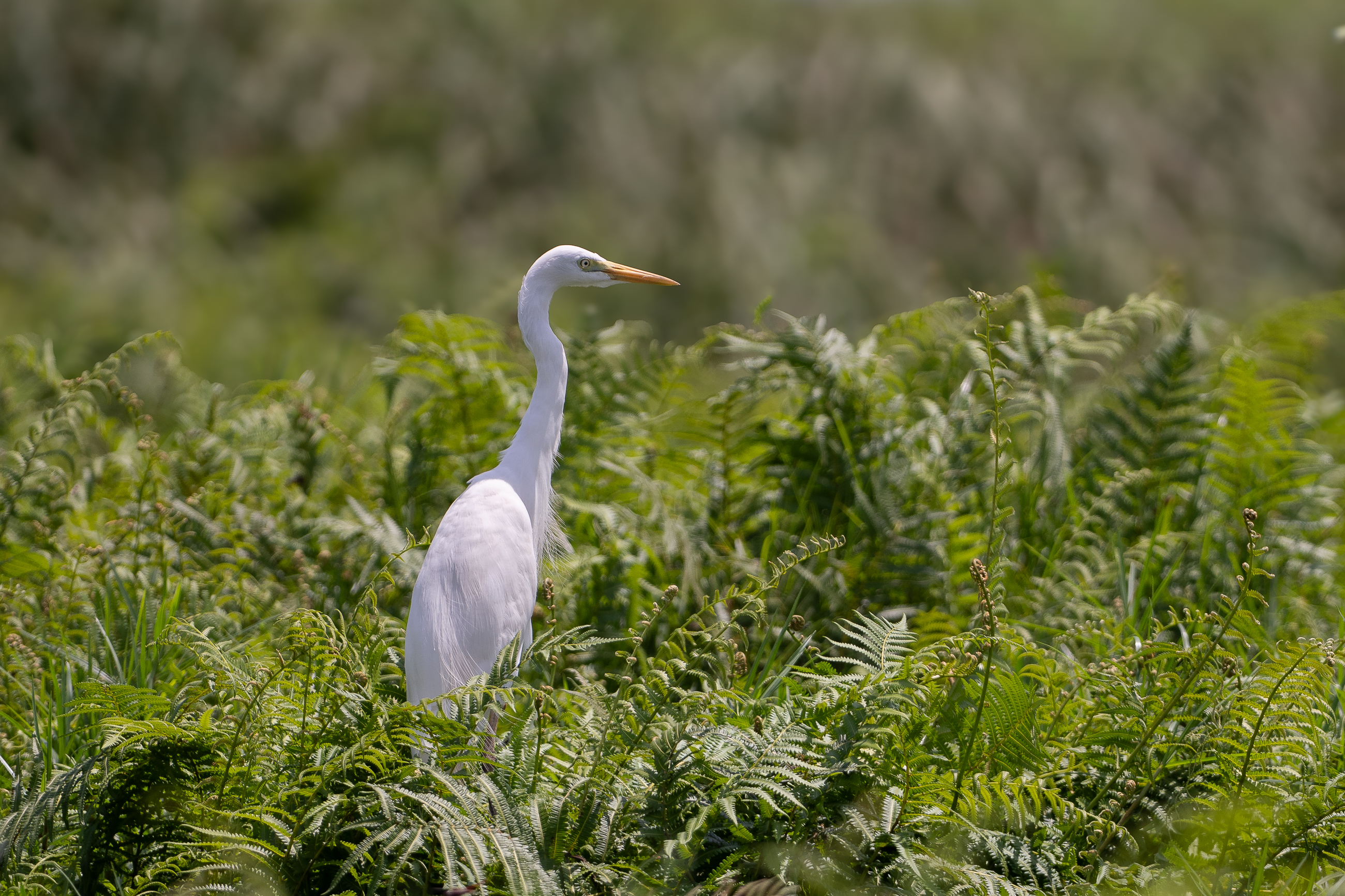 Nazwa:  P2242212.jpg
Wyświetleń: 74
Rozmiar:  3,33 MB
