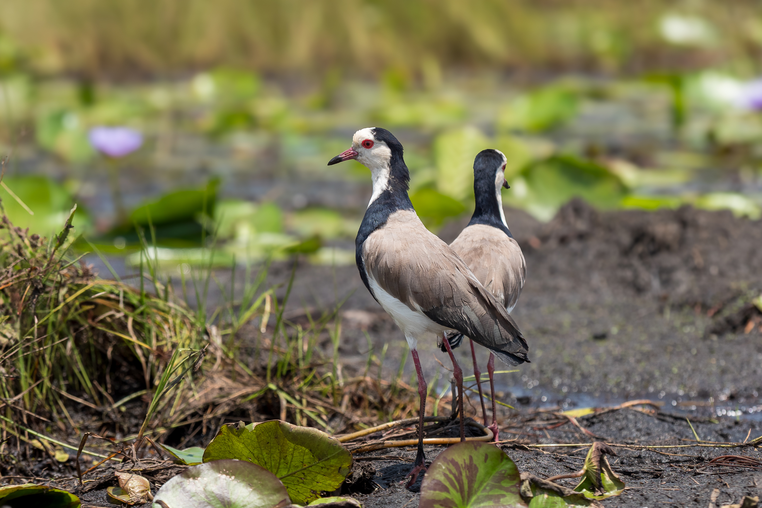 Nazwa:  P2241056.jpg
Wyświetleń: 73
Rozmiar:  2,25 MB