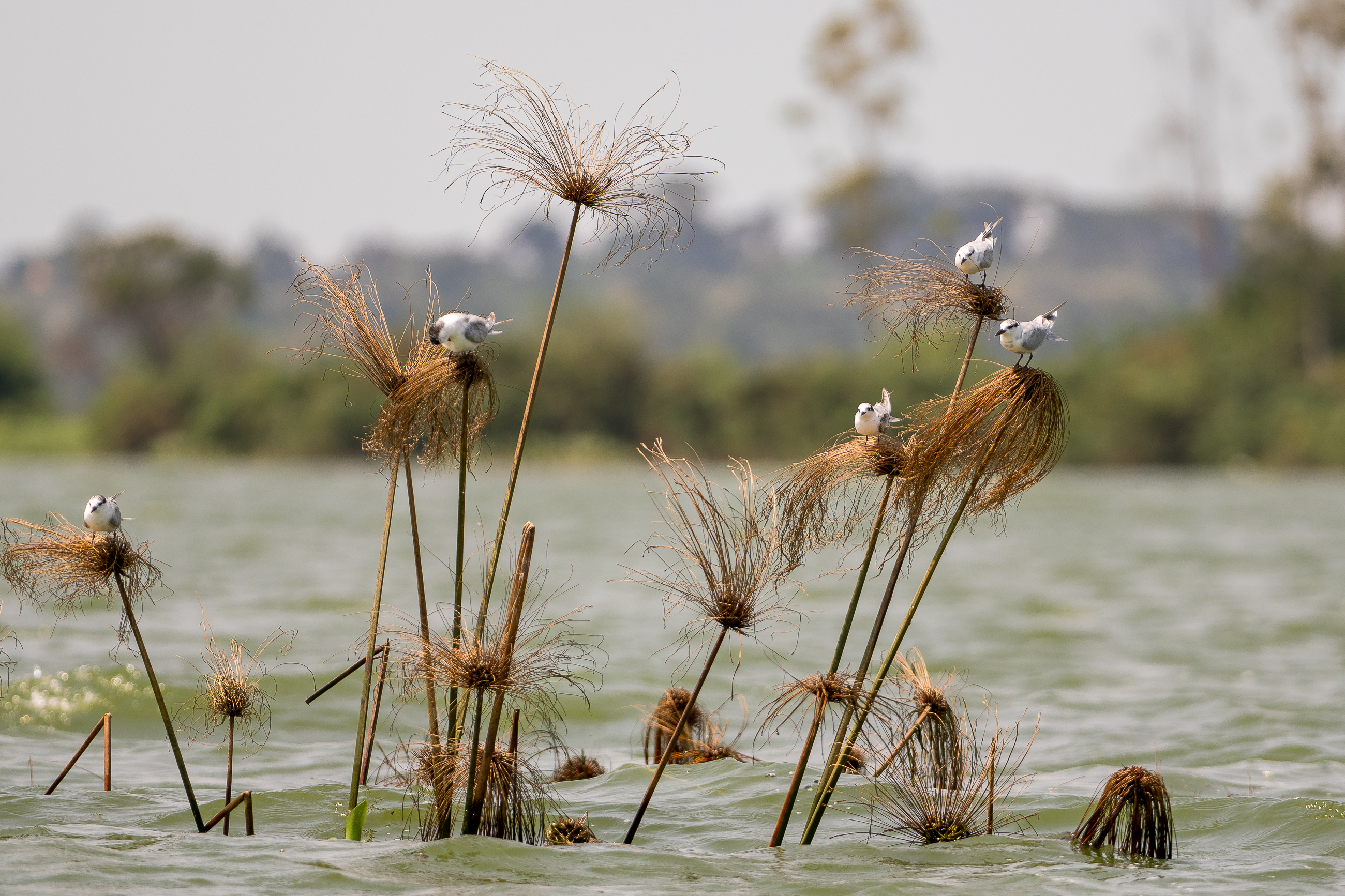 Nazwa:  P2242213.jpg
Wyświetleń: 76
Rozmiar:  3,16 MB