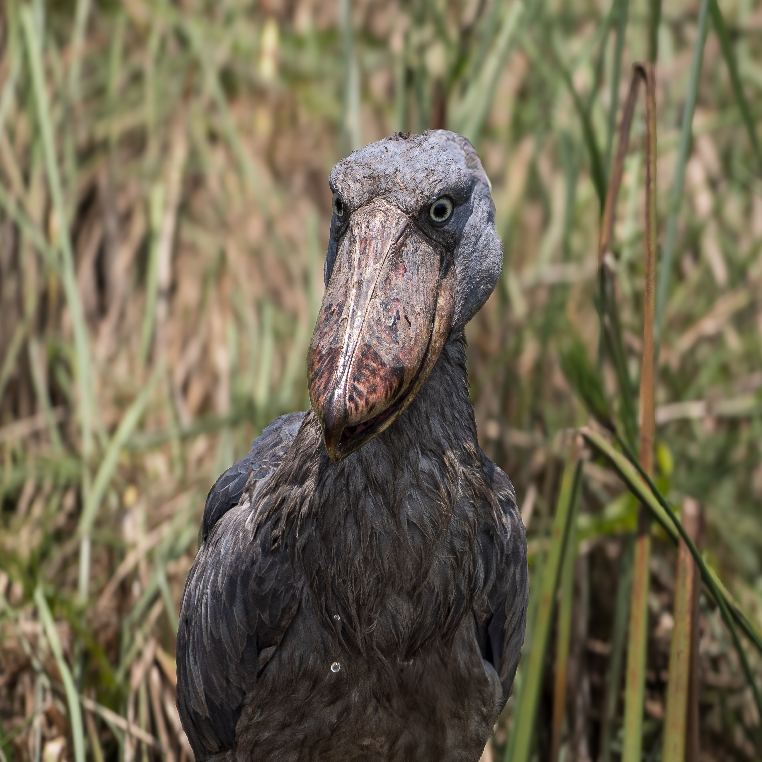 Nazwa:  P2242181.jpg
Wyświetleń: 78
Rozmiar:  2,65 MB