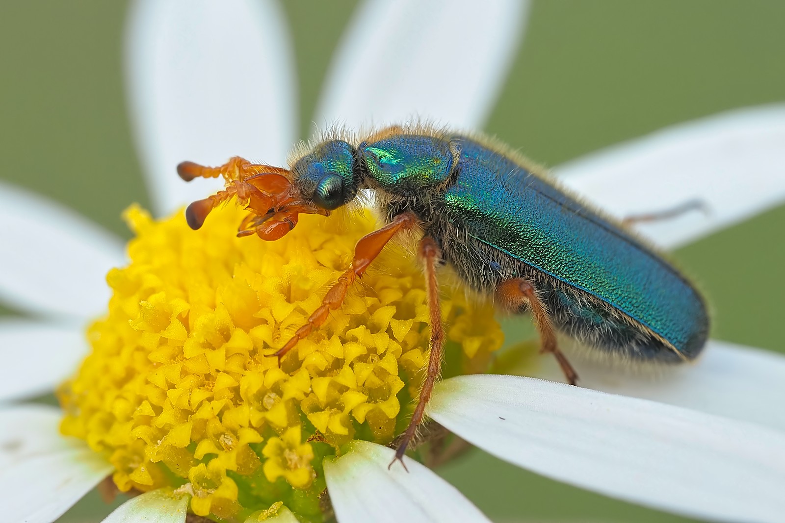 Nazwa:  rogatnica242793,4f.jpg
Wyświetleń: 74
Rozmiar:  263,8 KB