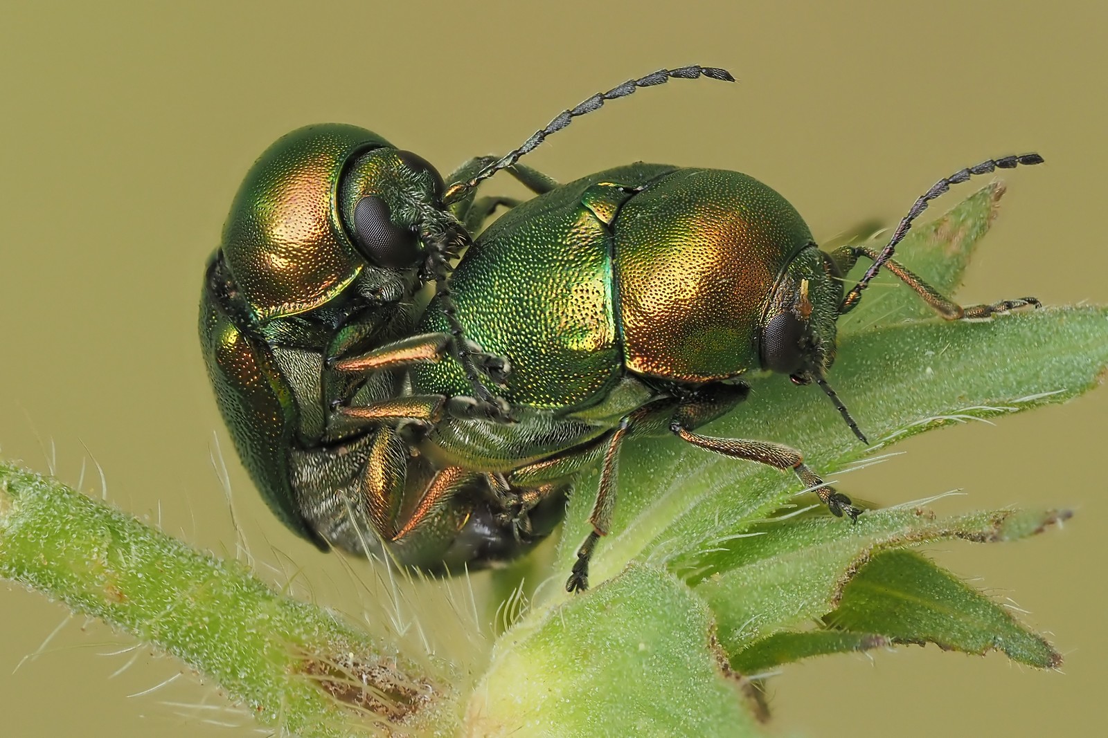 Nazwa:  zmróżki złotawe260440jf.jpg
Wyświetleń: 64
Rozmiar:  404,3 KB