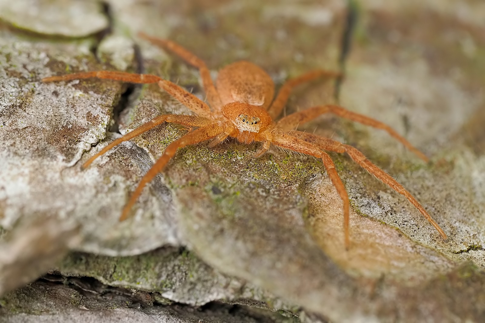 Nazwa:  ślizgun153692mf.jpg
Wyświetleń: 45
Rozmiar:  333,4 KB