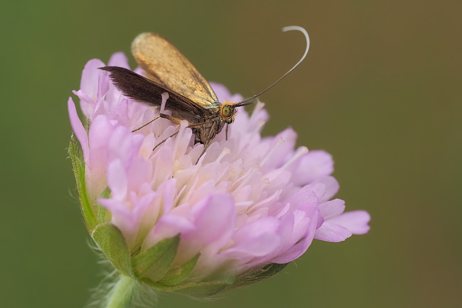 Nazwa:  wąsateczka194246mf.jpg
Wyświetleń: 35
Rozmiar:  139,6 KB