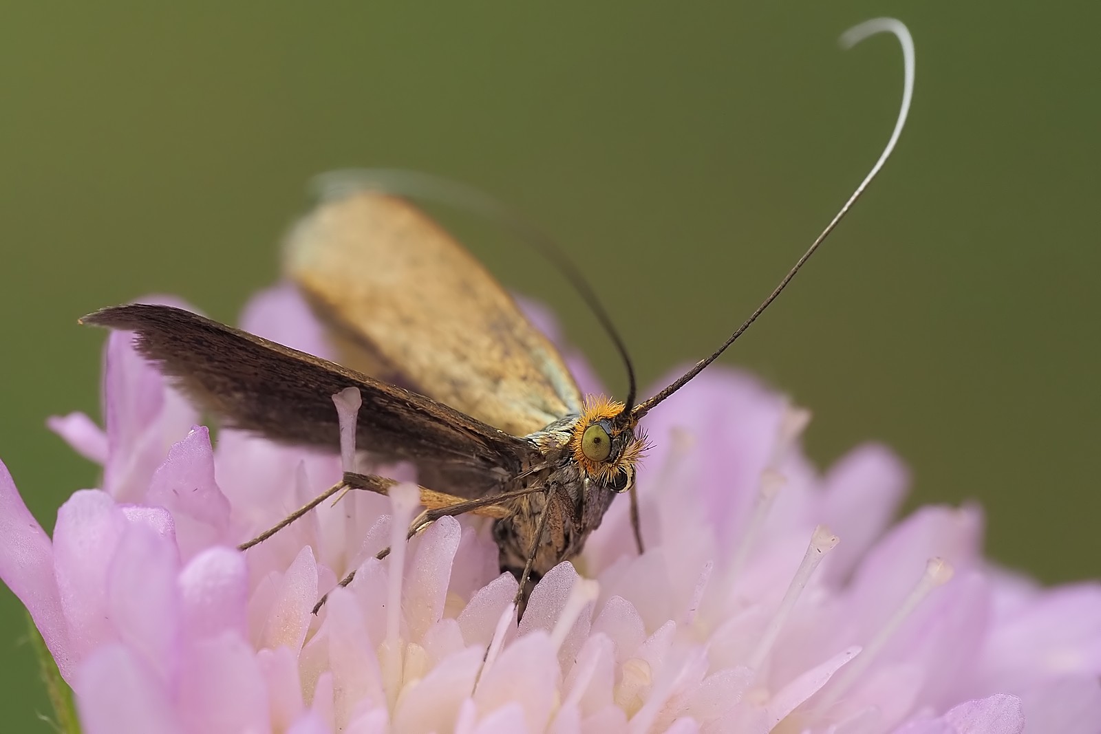 Nazwa:  wąsateczka194261mf.jpg
Wyświetleń: 36
Rozmiar:  147,1 KB