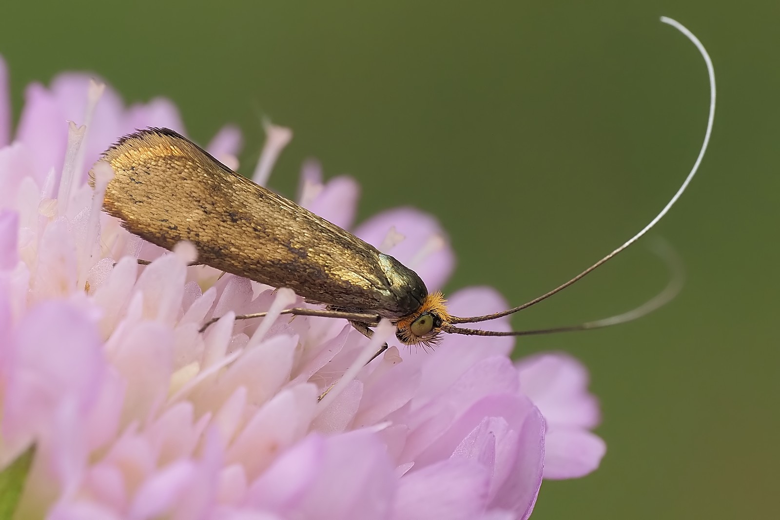 Nazwa:  wąsateczka194340mf.jpg
Wyświetleń: 35
Rozmiar:  169,1 KB