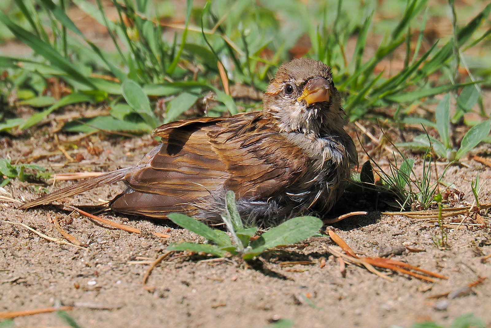 Nazwa:  wróbel284194jf.jpg
Wyświetleń: 126
Rozmiar:  506,4 KB