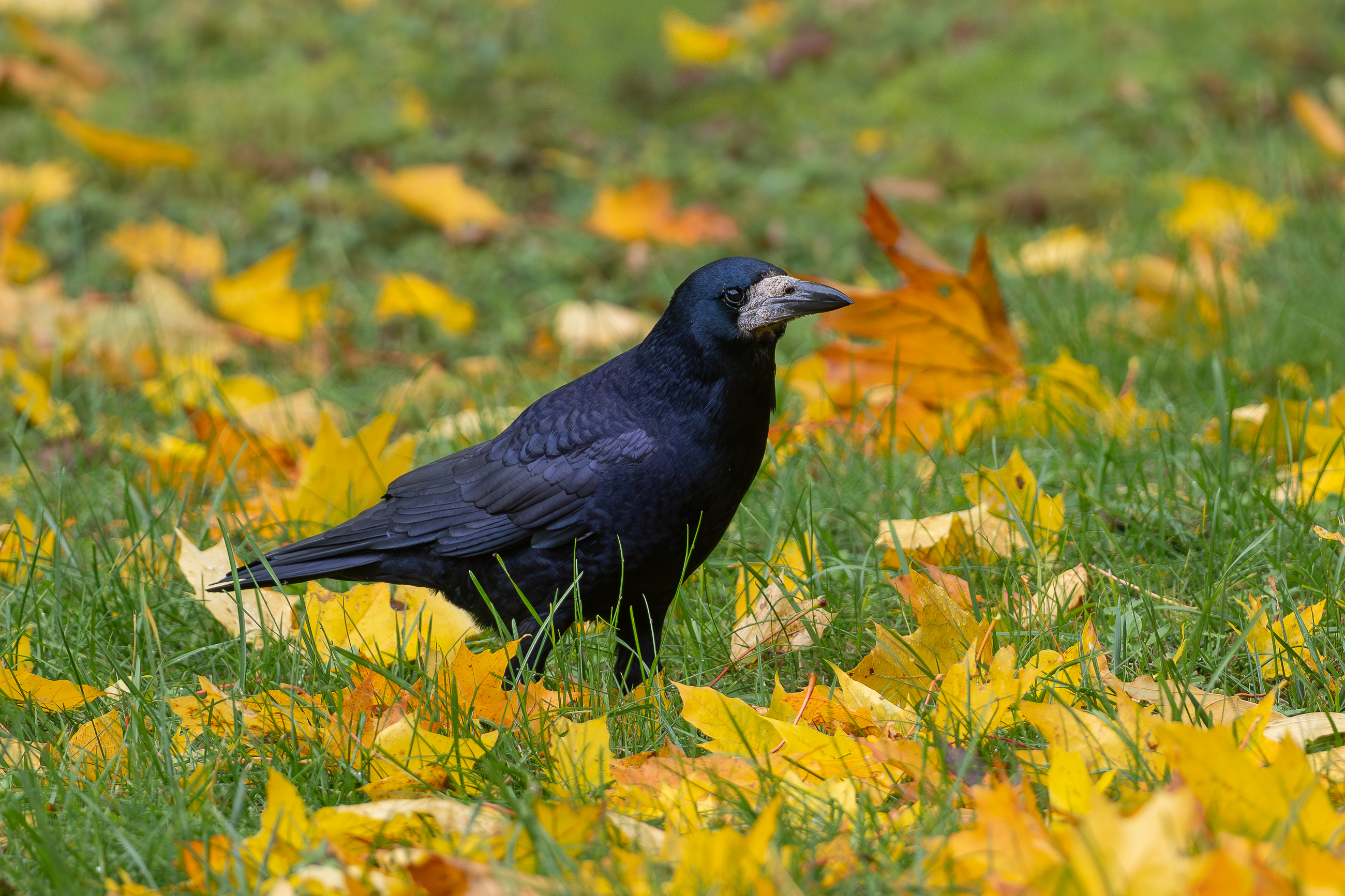 Nazwa:  PA170020.jpg
Wyświetleń: 99
Rozmiar:  3,50 MB
