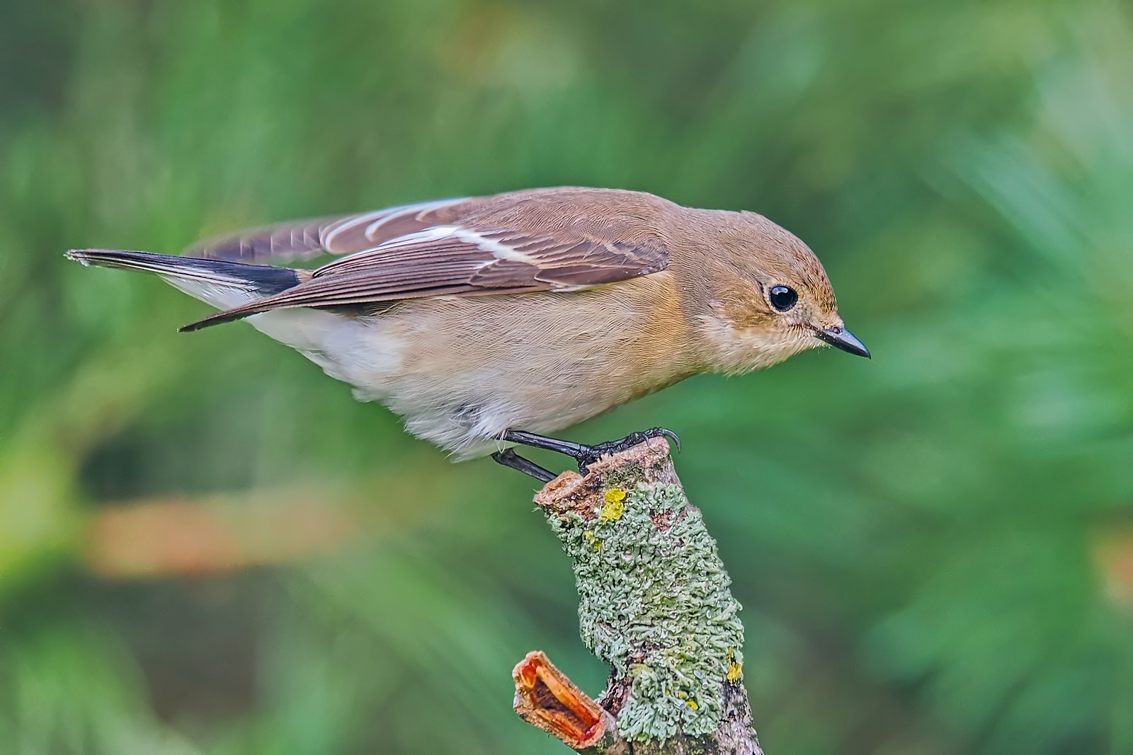 Nazwa:  muchołówka żałobna332343jf.jpg
Wyświetleń: 77
Rozmiar:  347,8 KB