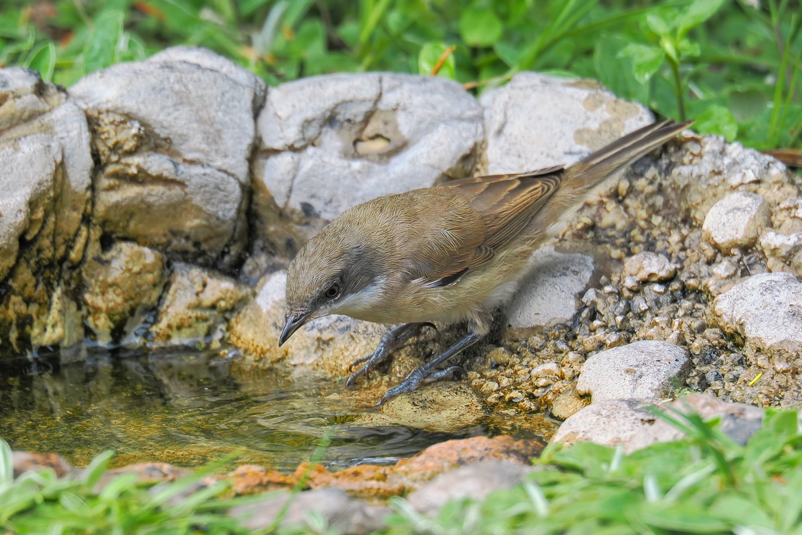 Nazwa:  piegża303876jf.jpg
Wyświetleń: 57
Rozmiar:  424,7 KB