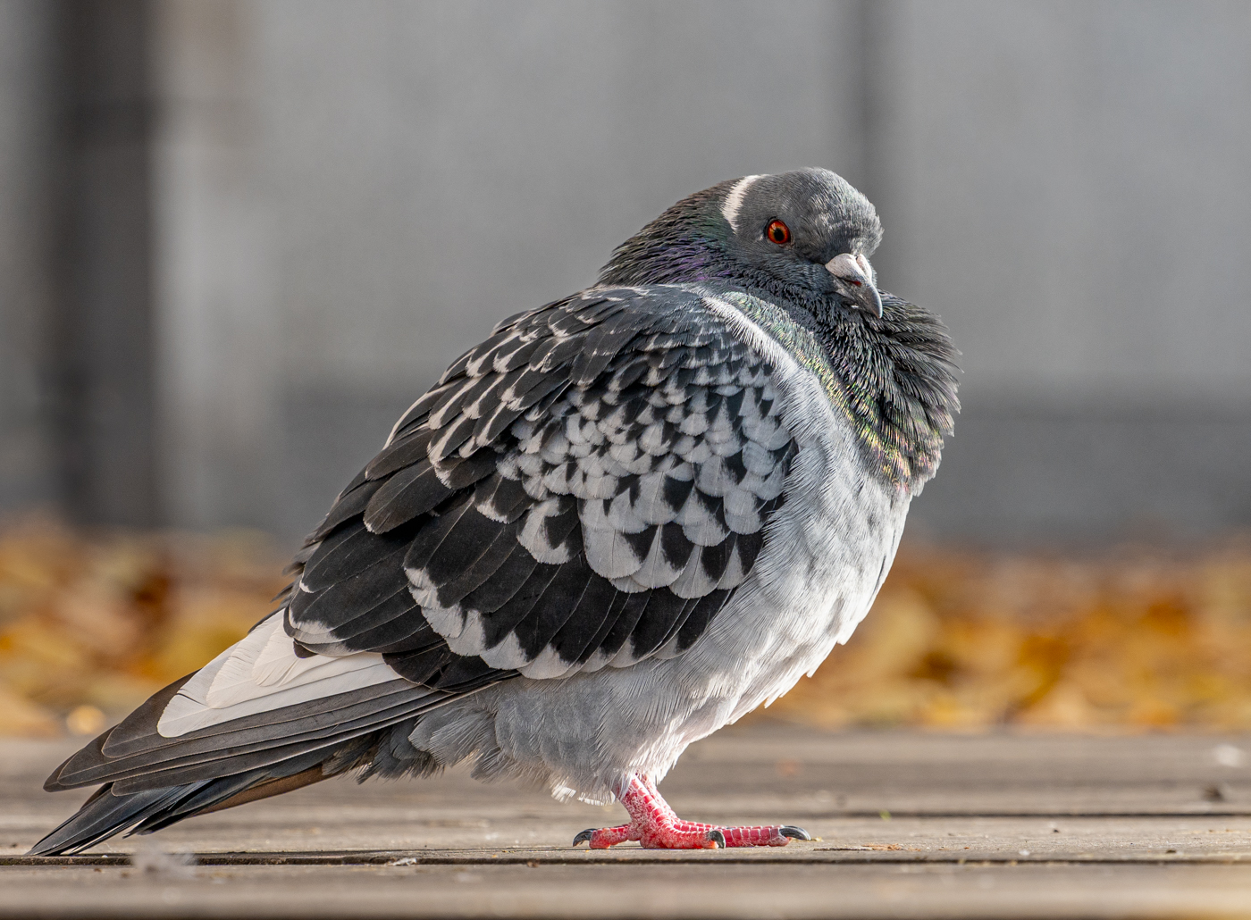 Nazwa:  _JJB4213.jpg
Wyświetleń: 44
Rozmiar:  927,1 KB