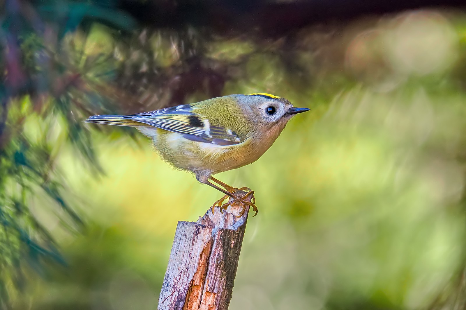Nazwa:  mysikrólik150498jf.jpg
Wyświetleń: 174
Rozmiar:  241,6 KB
