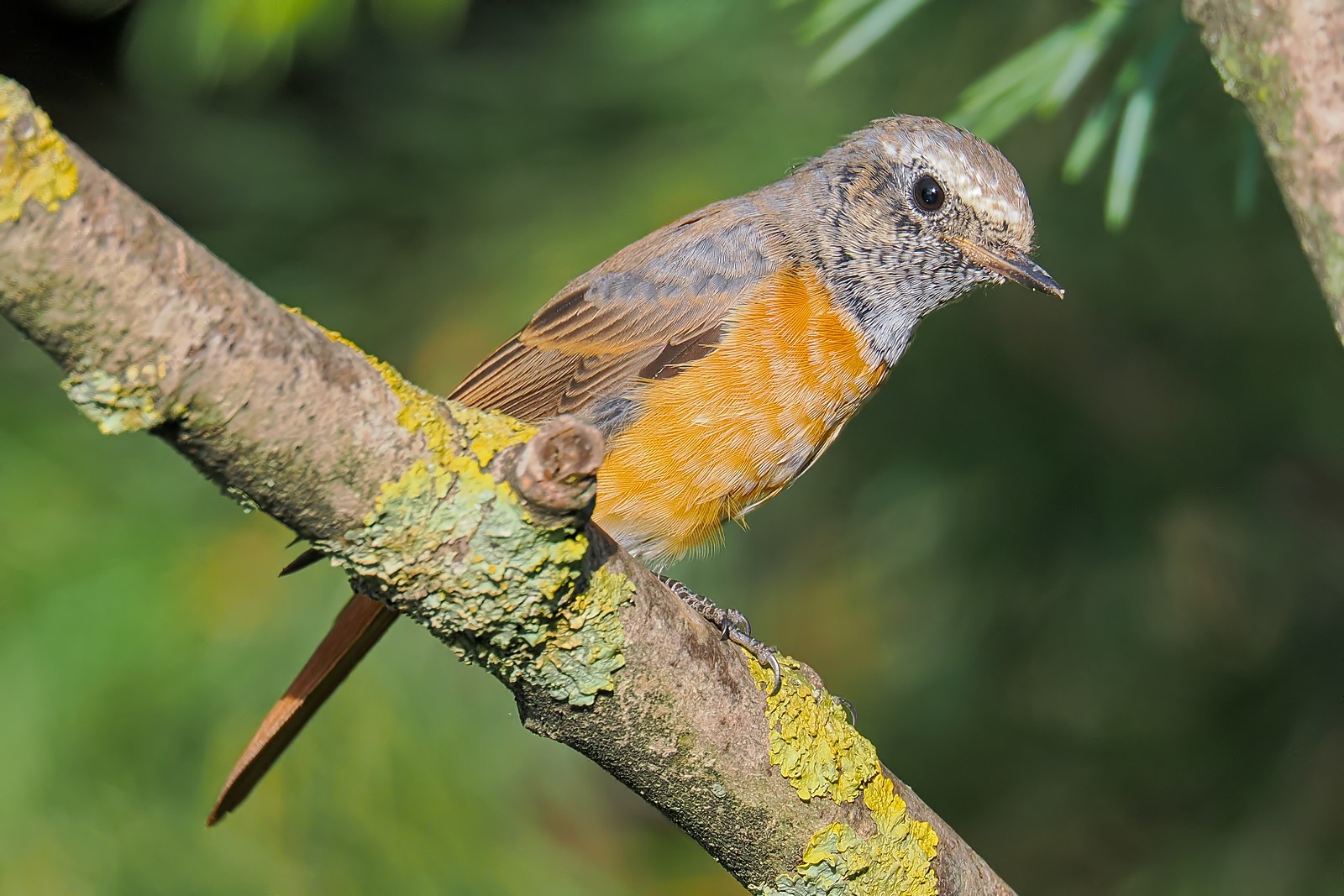 Nazwa:  pleszka320202jf.jpg
Wyświetleń: 164
Rozmiar:  322,2 KB