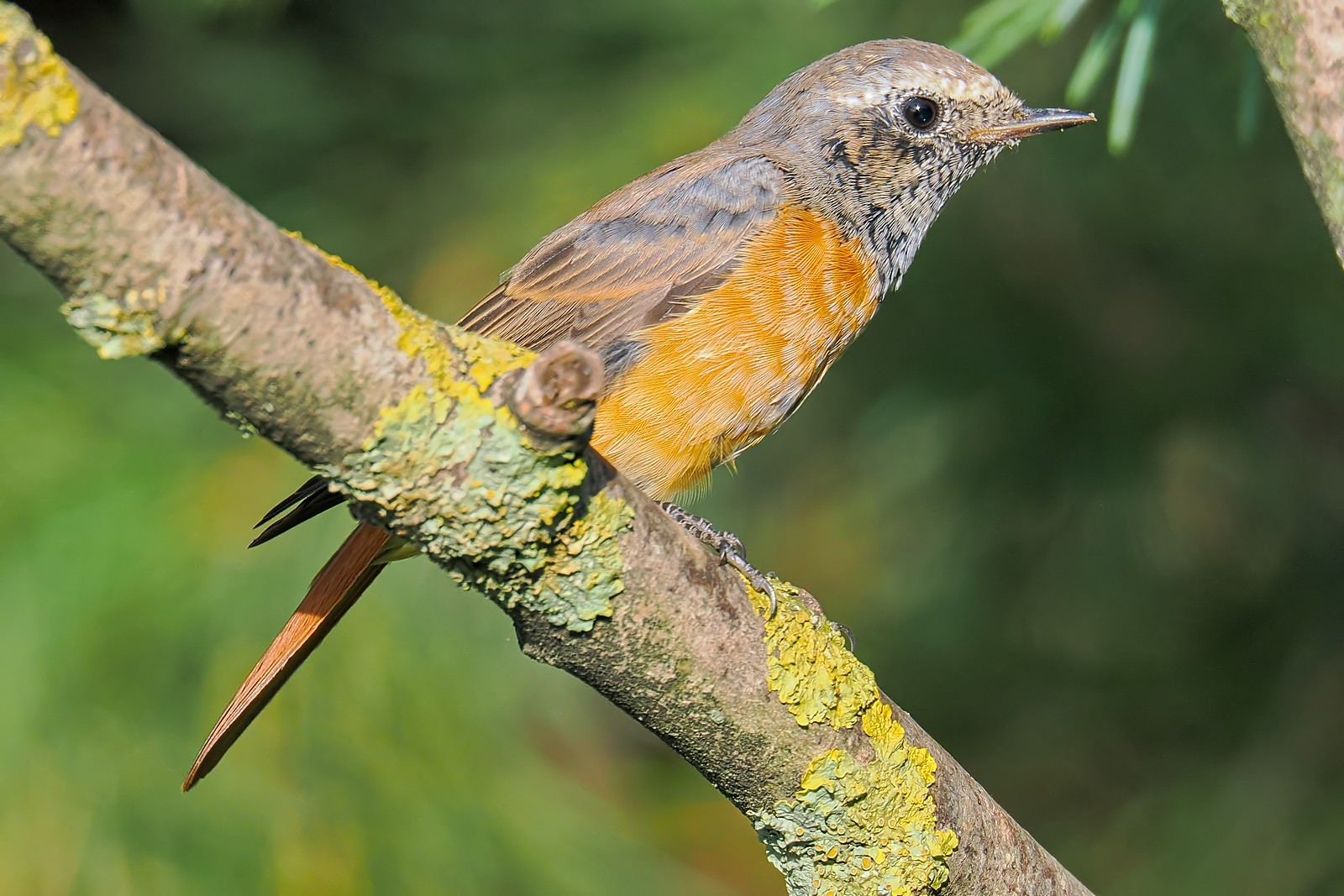 Nazwa:  pleszka320192jf.jpg
Wyświetleń: 162
Rozmiar:  320,9 KB