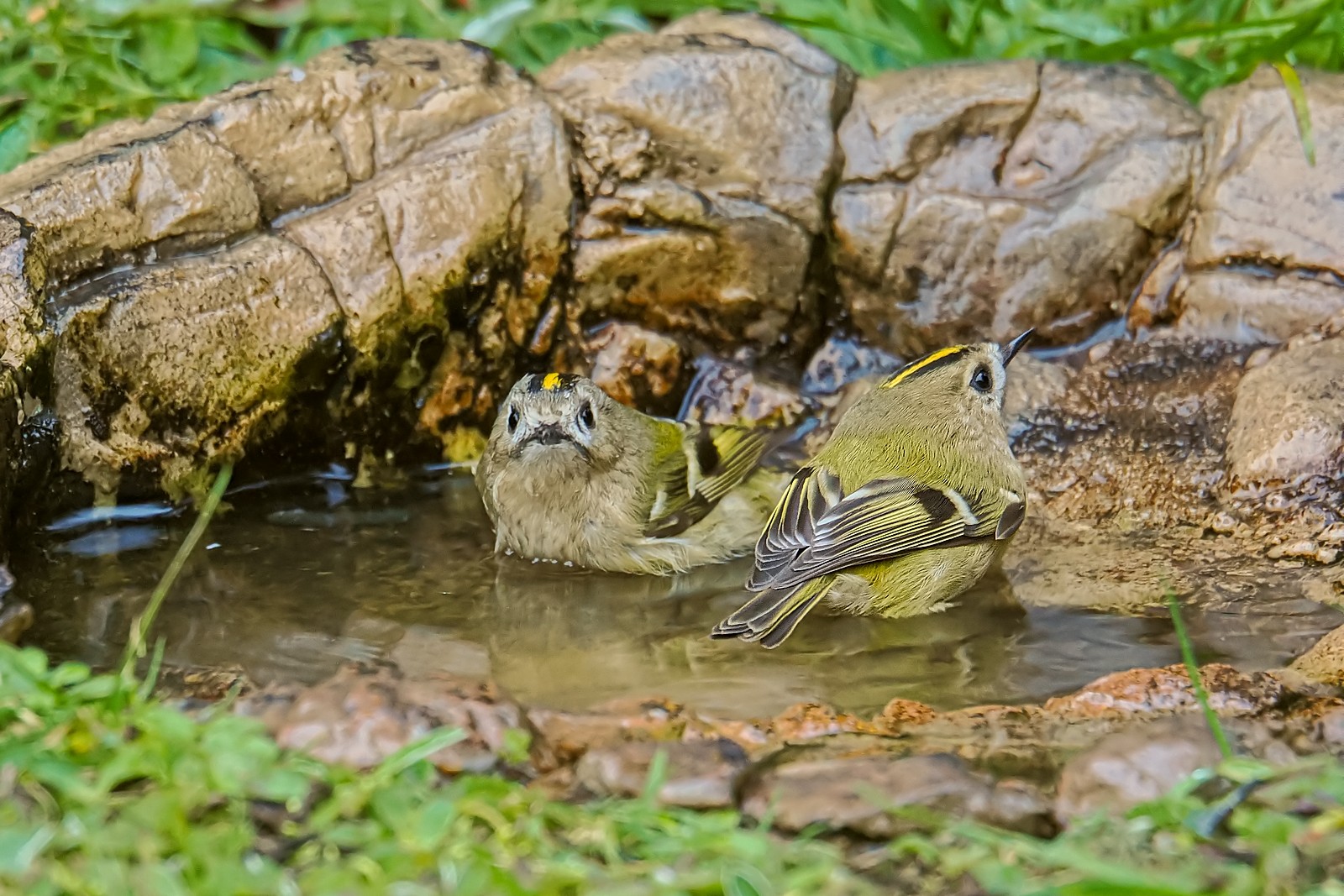 Nazwa:  mysikróliki348927jf.jpg
Wyświetleń: 91
Rozmiar:  417,2 KB
