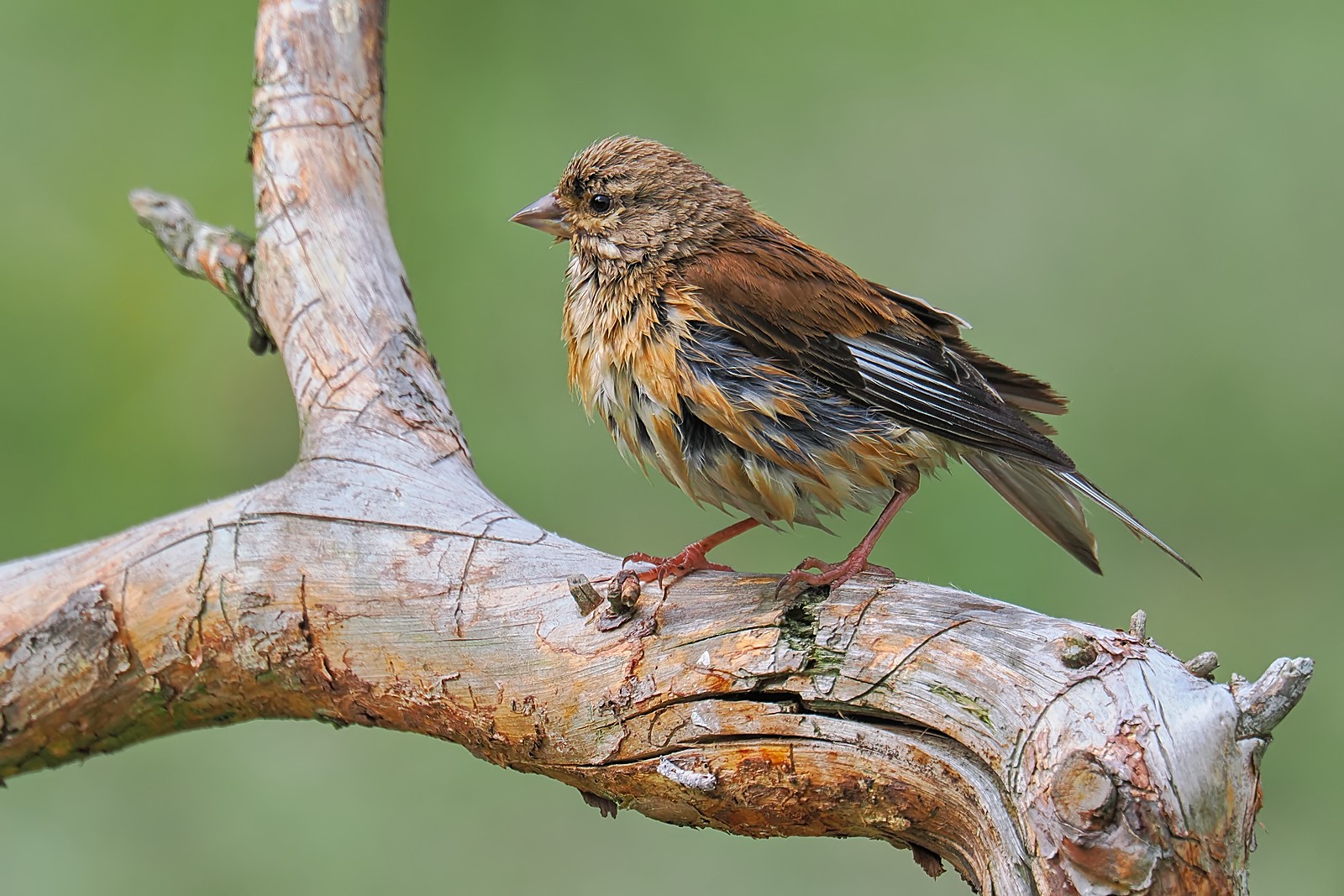 Nazwa:  makolągwa291699jf.jpg
Wyświetleń: 141
Rozmiar:  372,5 KB