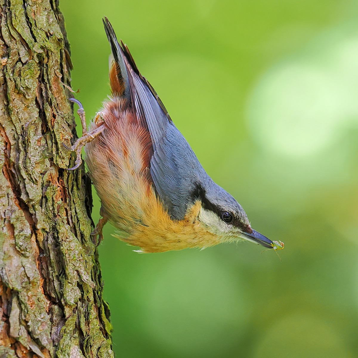 Nazwa:  kowalik213222jf.jpg
Wyświetleń: 125
Rozmiar:  332,0 KB