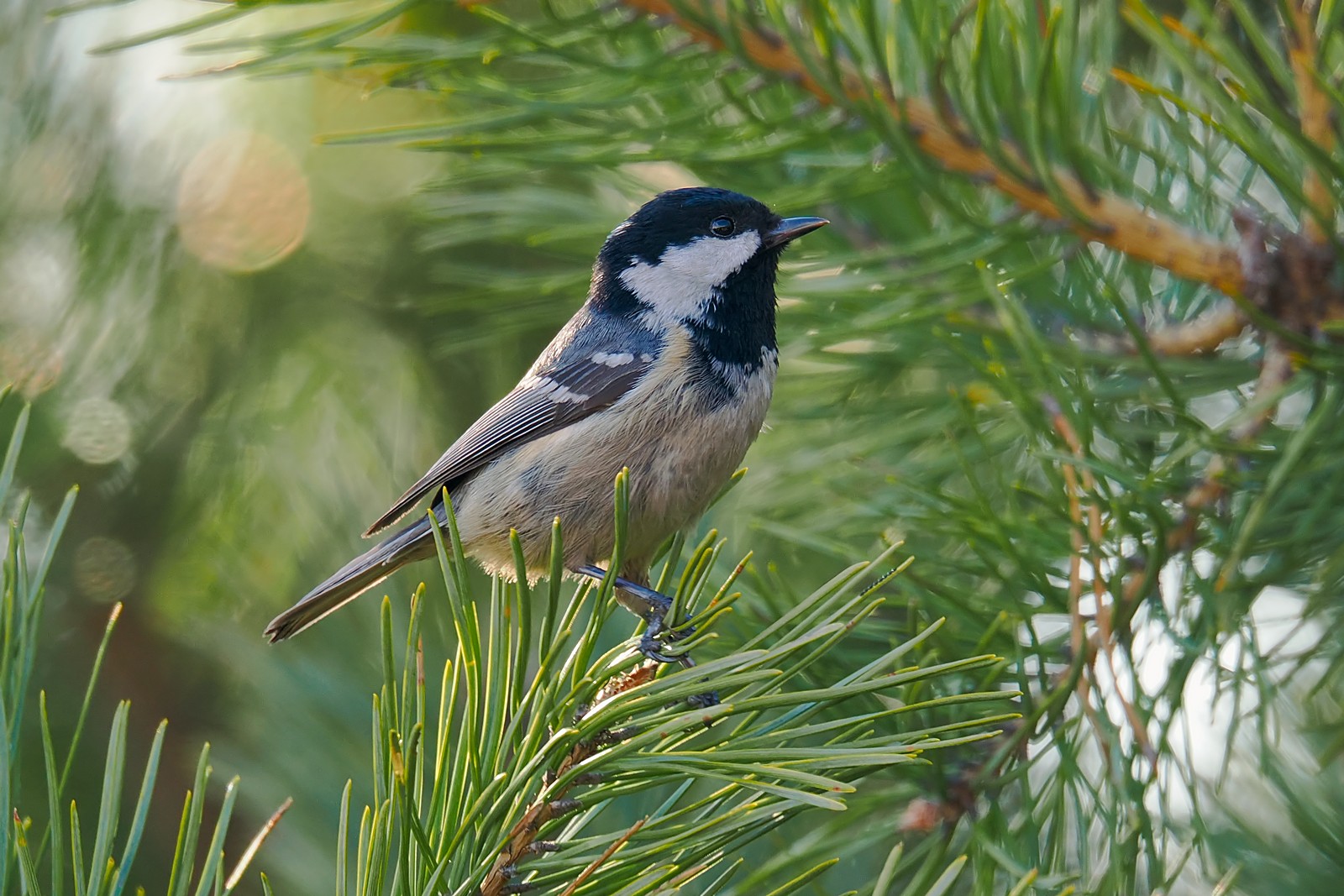 Nazwa:  sosnówka182469jf.jpg
Wyświetleń: 110
Rozmiar:  364,1 KB
