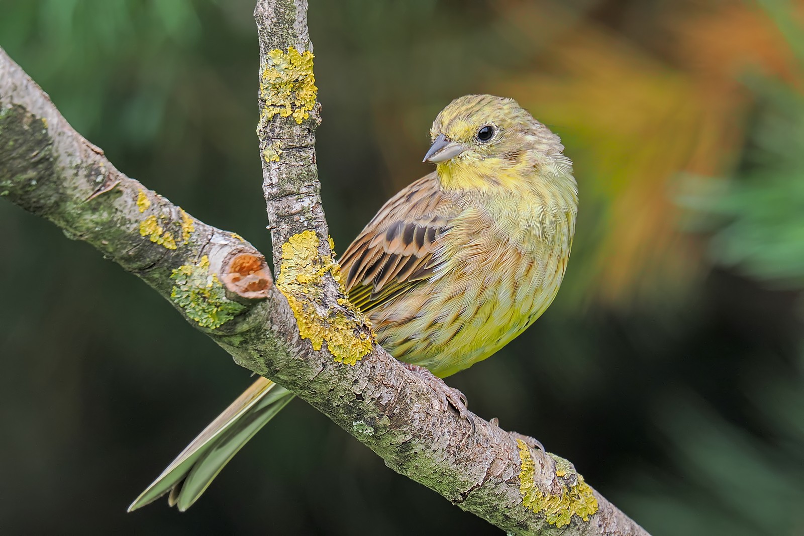 Nazwa:  trznadel326235jf.jpg
Wyświetleń: 64
Rozmiar:  341,7 KB