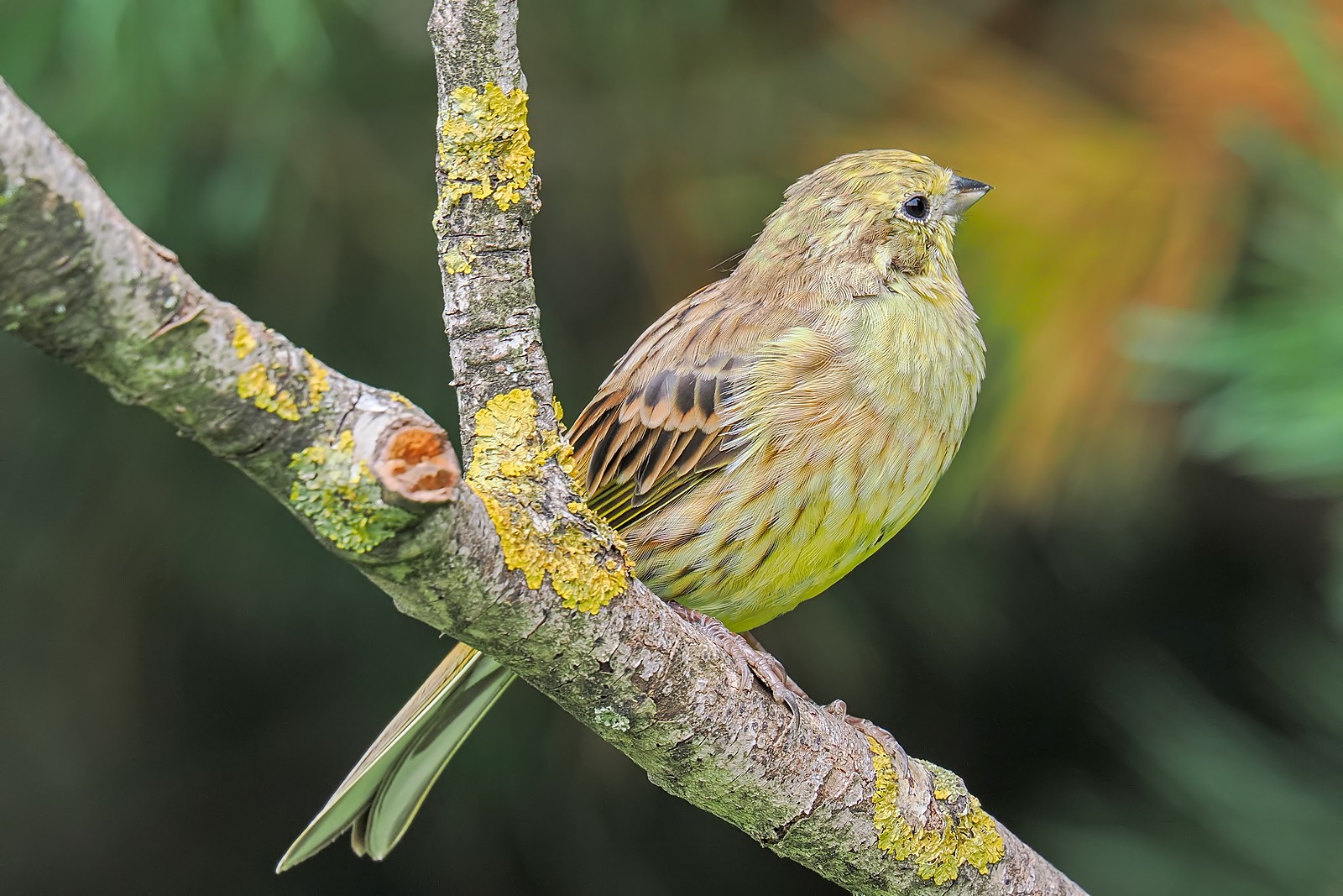 Nazwa:  trznadel326252jf.jpg
Wyświetleń: 66
Rozmiar:  357,2 KB