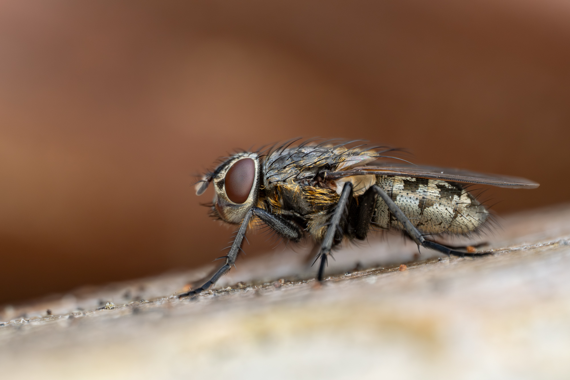 Nazwa:  Pollenia rudis - 20251026_133438_2000.jpg
Wyświetleń: 32
Rozmiar:  628,0 KB