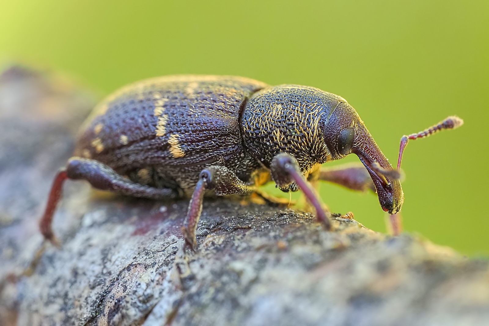 Nazwa:  szeliniak020652mf.jpg
Wyświetleń: 69
Rozmiar:  276,4 KB