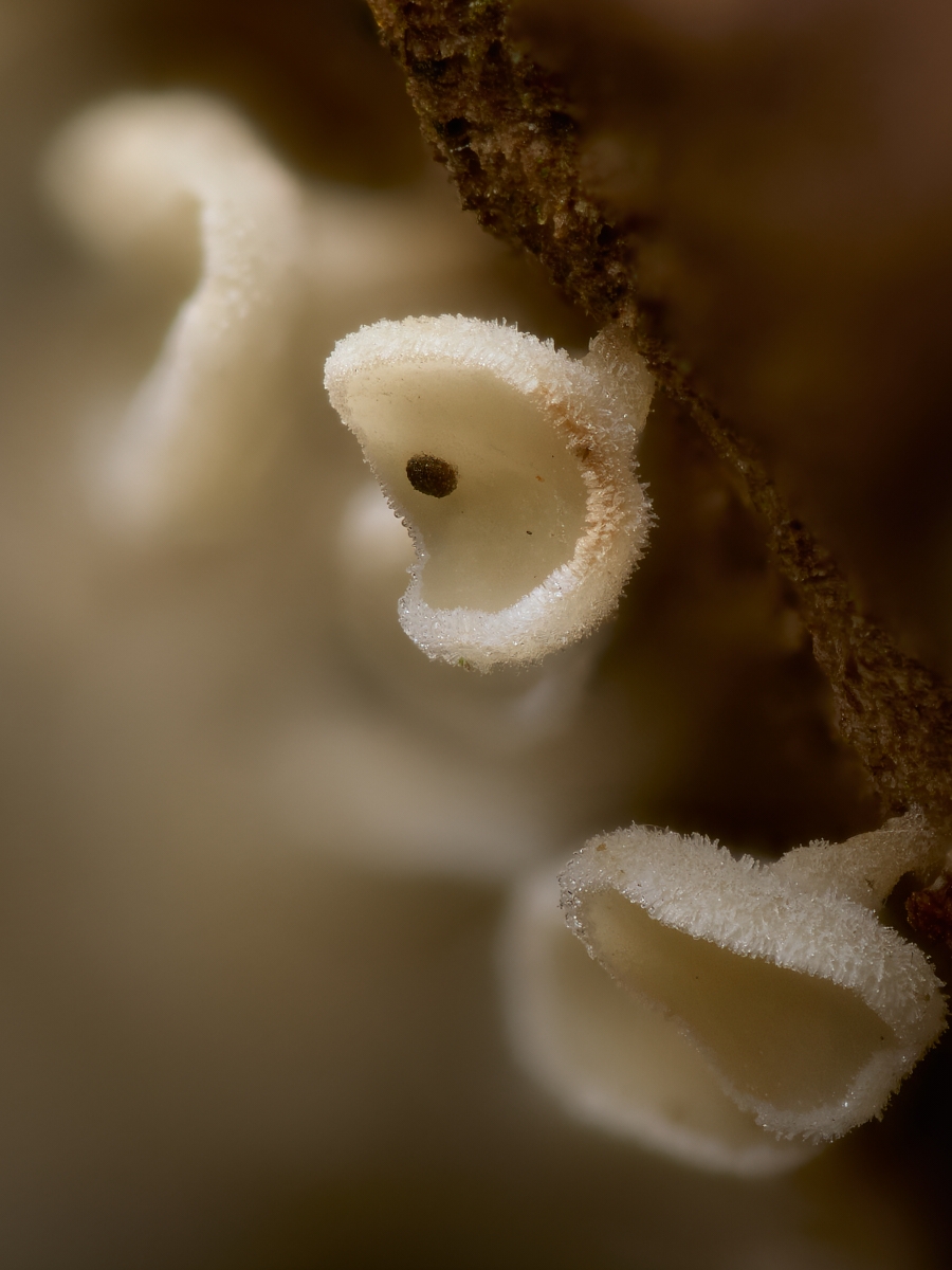 Nazwa:  Lachnum virgineum 1'.jpeg
Wyświetleń: 62
Rozmiar:  494,7 KB