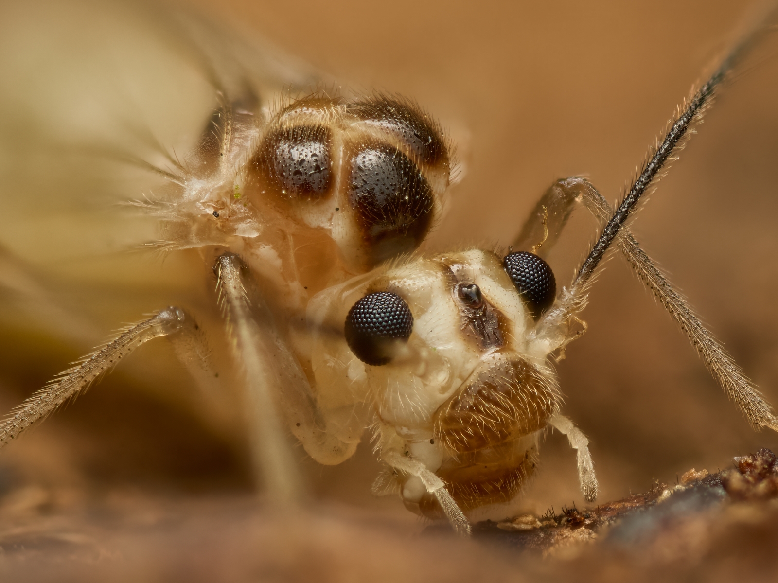 Nazwa:  Stenopsocus immaculatus'.jpeg
Wyświetleń: 63
Rozmiar:  1,00 MB