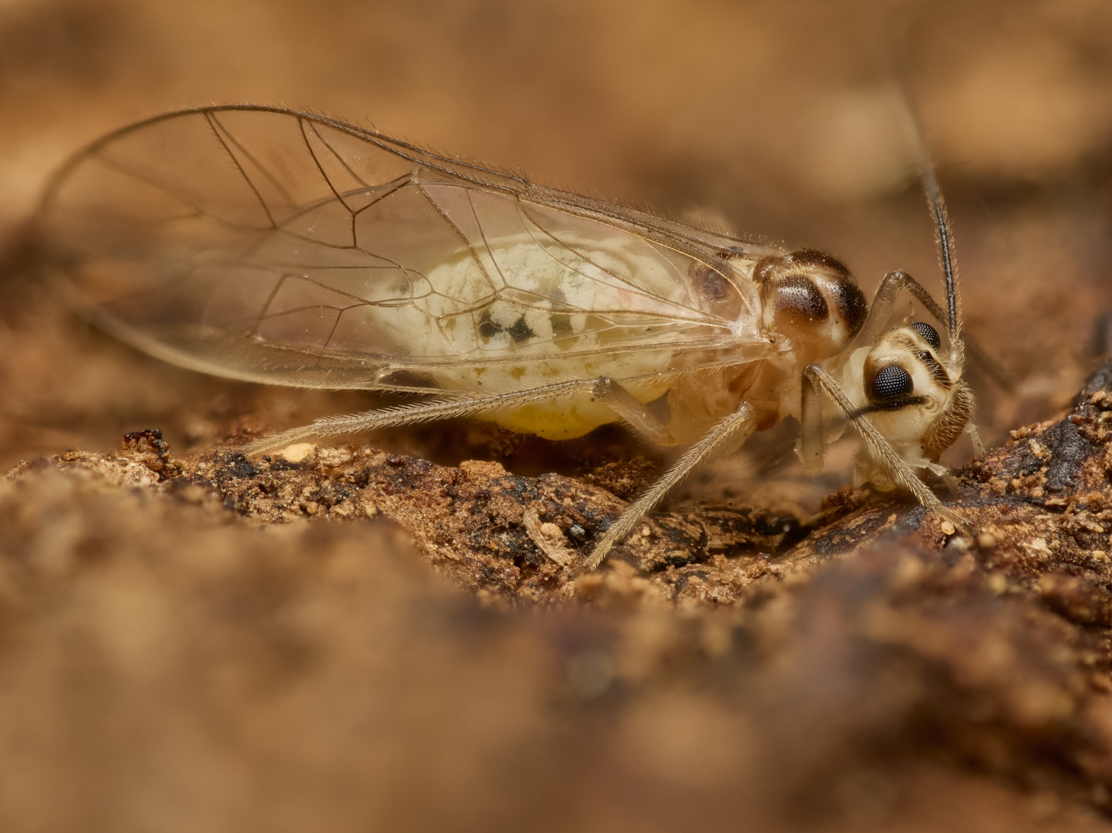 Nazwa:  Stenopsocus immaculatus 1'.jpeg
Wyświetleń: 64
Rozmiar:  1,04 MB