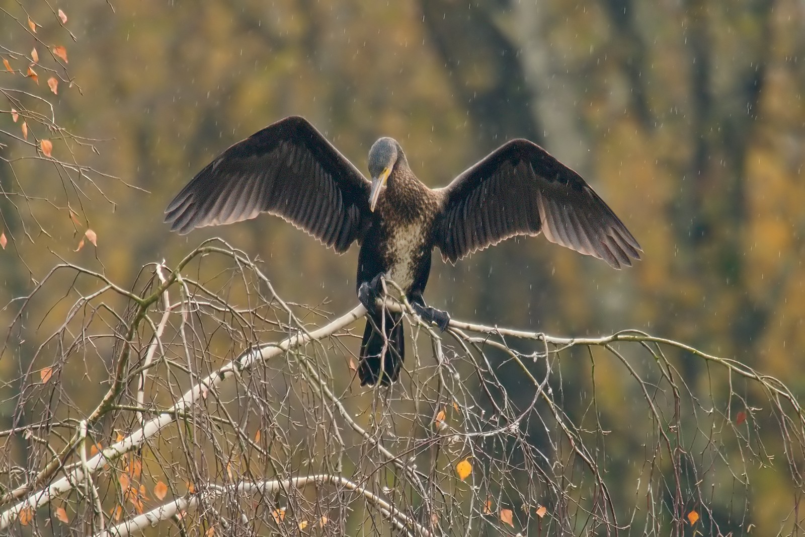 Nazwa:  kormoran351780jf.jpg
Wyświetleń: 51
Rozmiar:  395,1 KB