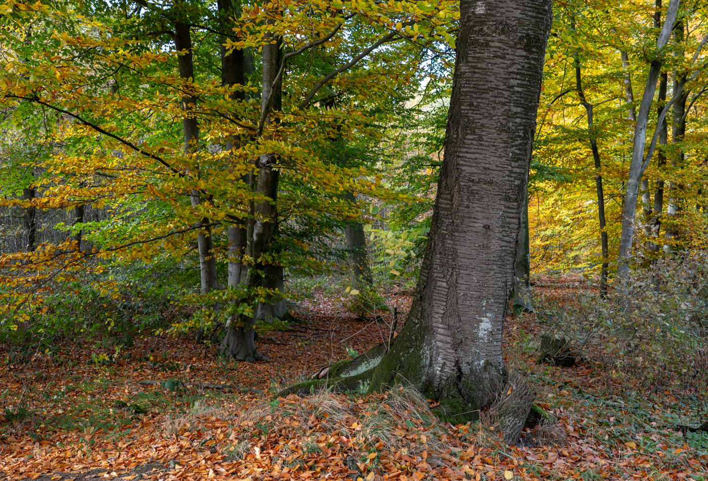 Nazwa:  _JJB4832.jpg
Wyświetleń: 83
Rozmiar:  2,15 MB