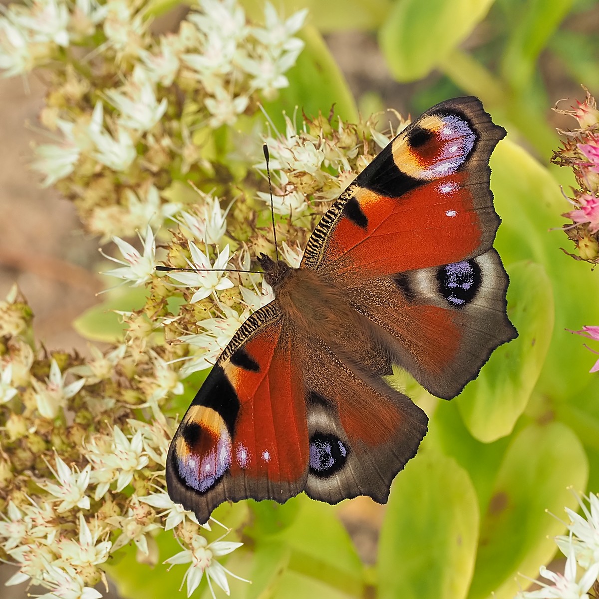 Nazwa:  rusałka pawik132253mf.jpg
Wyświetleń: 43
Rozmiar:  357,0 KB