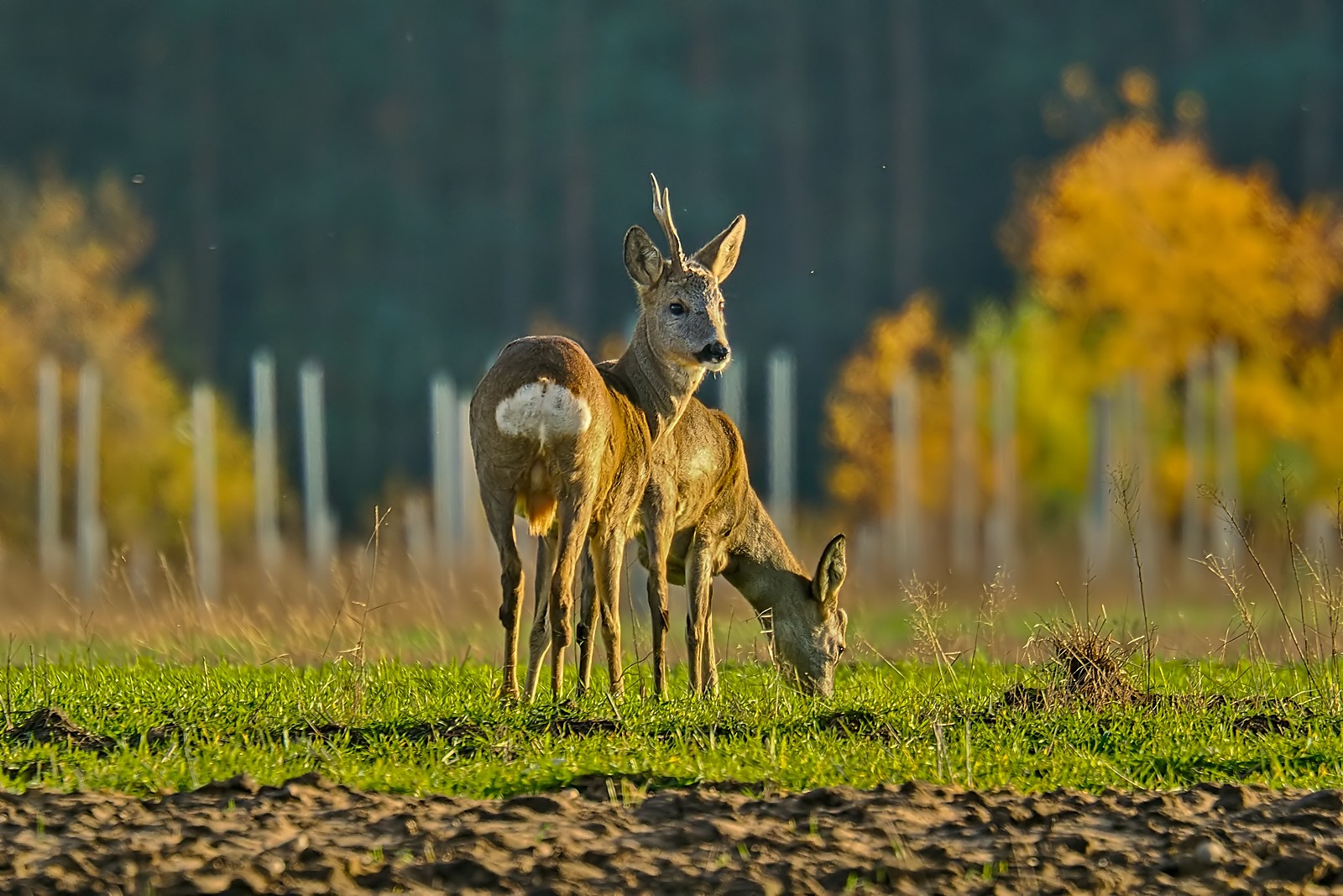 Nazwa:  sarny352818jf.jpg
Wyświetleń: 33
Rozmiar:  374,7 KB