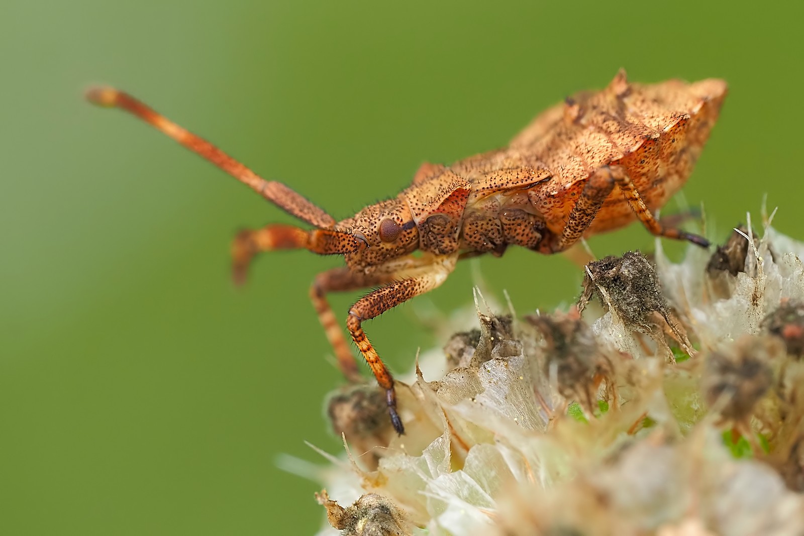 Nazwa:  wtyk099142mf.jpg
Wyświetleń: 63
Rozmiar:  203,6 KB