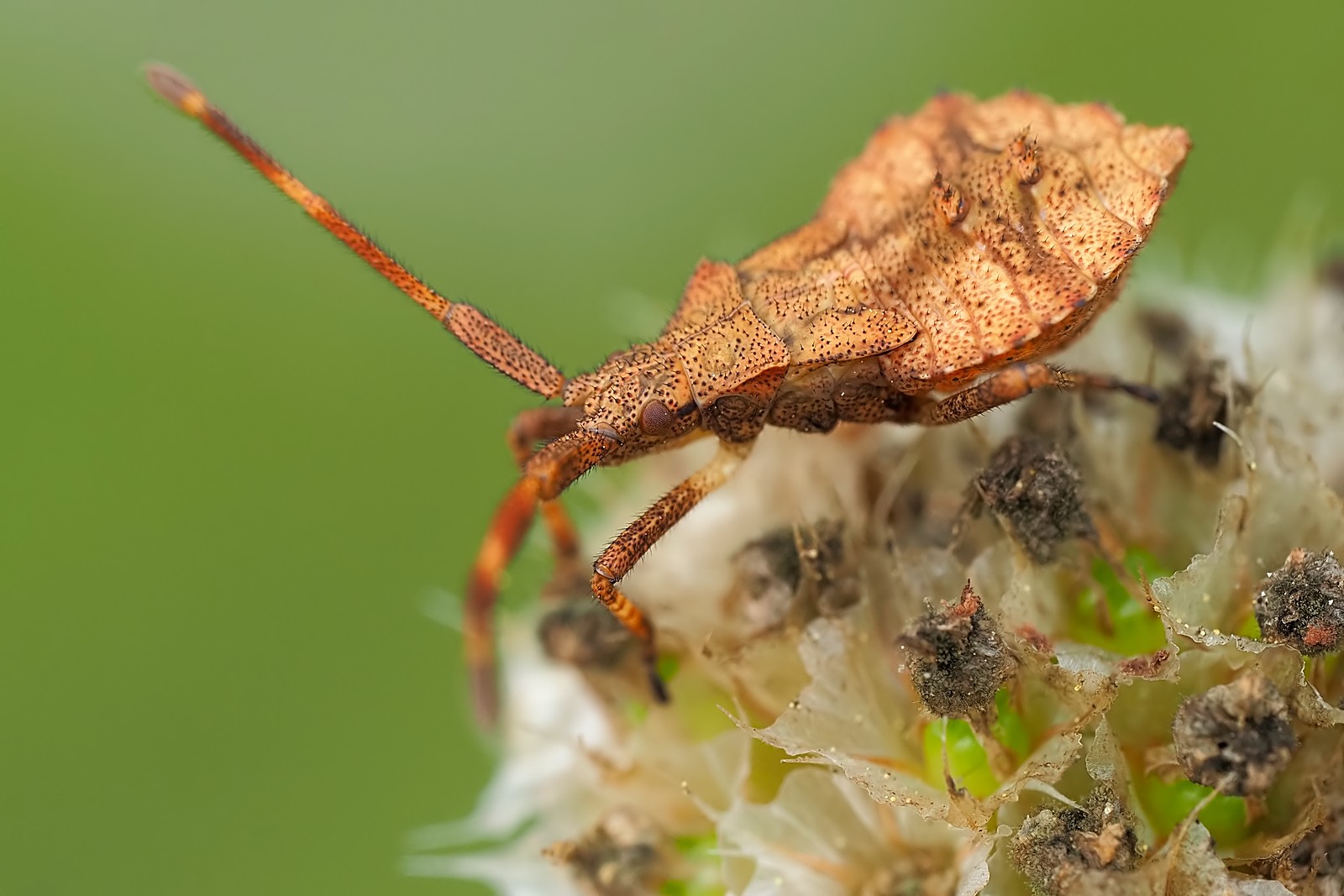 Nazwa:  wtyk099145mf.jpg
Wyświetleń: 60
Rozmiar:  219,7 KB