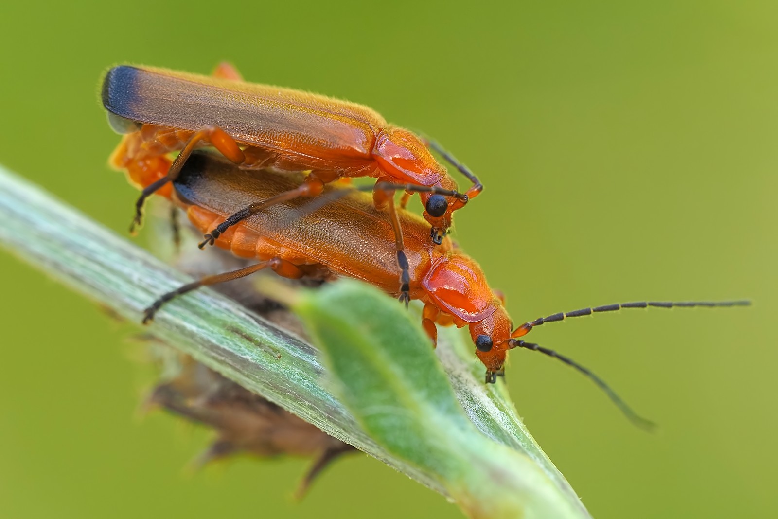 Nazwa:  zmięki092671mf.jpg
Wyświetleń: 57
Rozmiar:  194,0 KB