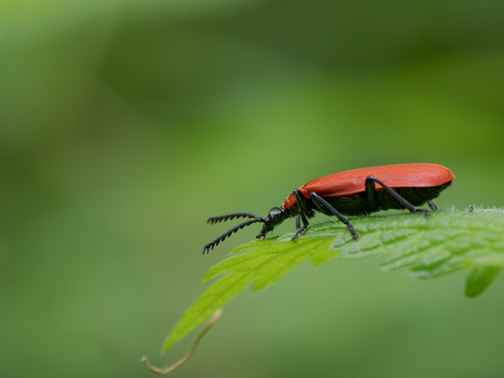 Nazwa:  Pyrochroa coccinea - Ogniczek większy - 20250501_133931_2000.jpg
Wyświetleń: 49
Rozmiar:  1,09 MB