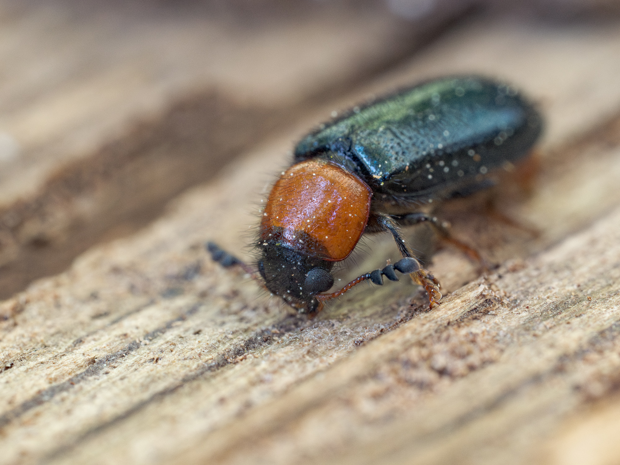 Nazwa:  Dermestoides sanguinicollis - 20250502_125809_2000.jpg
Wyświetleń: 32
Rozmiar:  1,37 MB