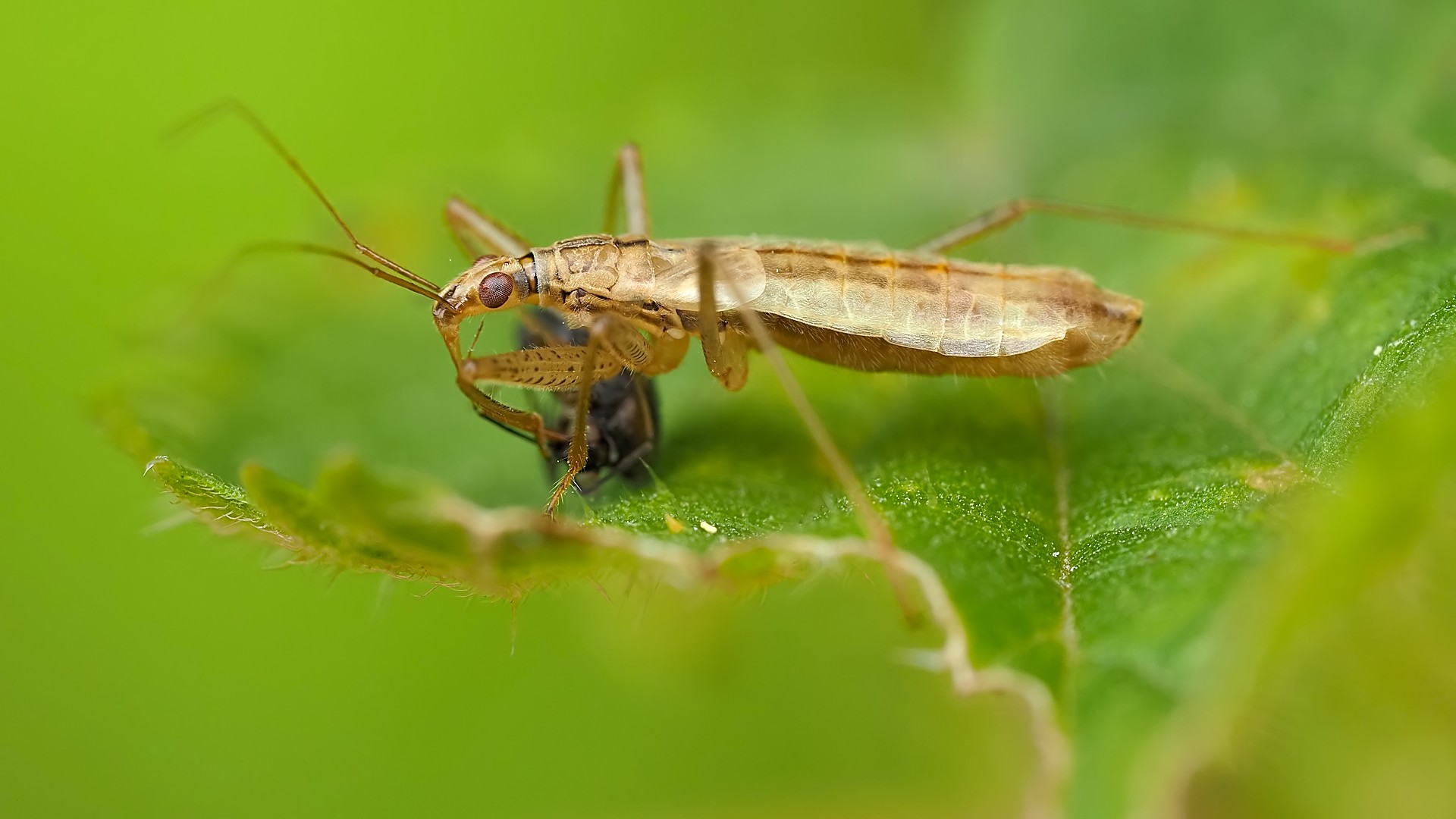 Nazwa:  zażartka095370mf.jpg
Wyświetleń: 38
Rozmiar:  197,4 KB