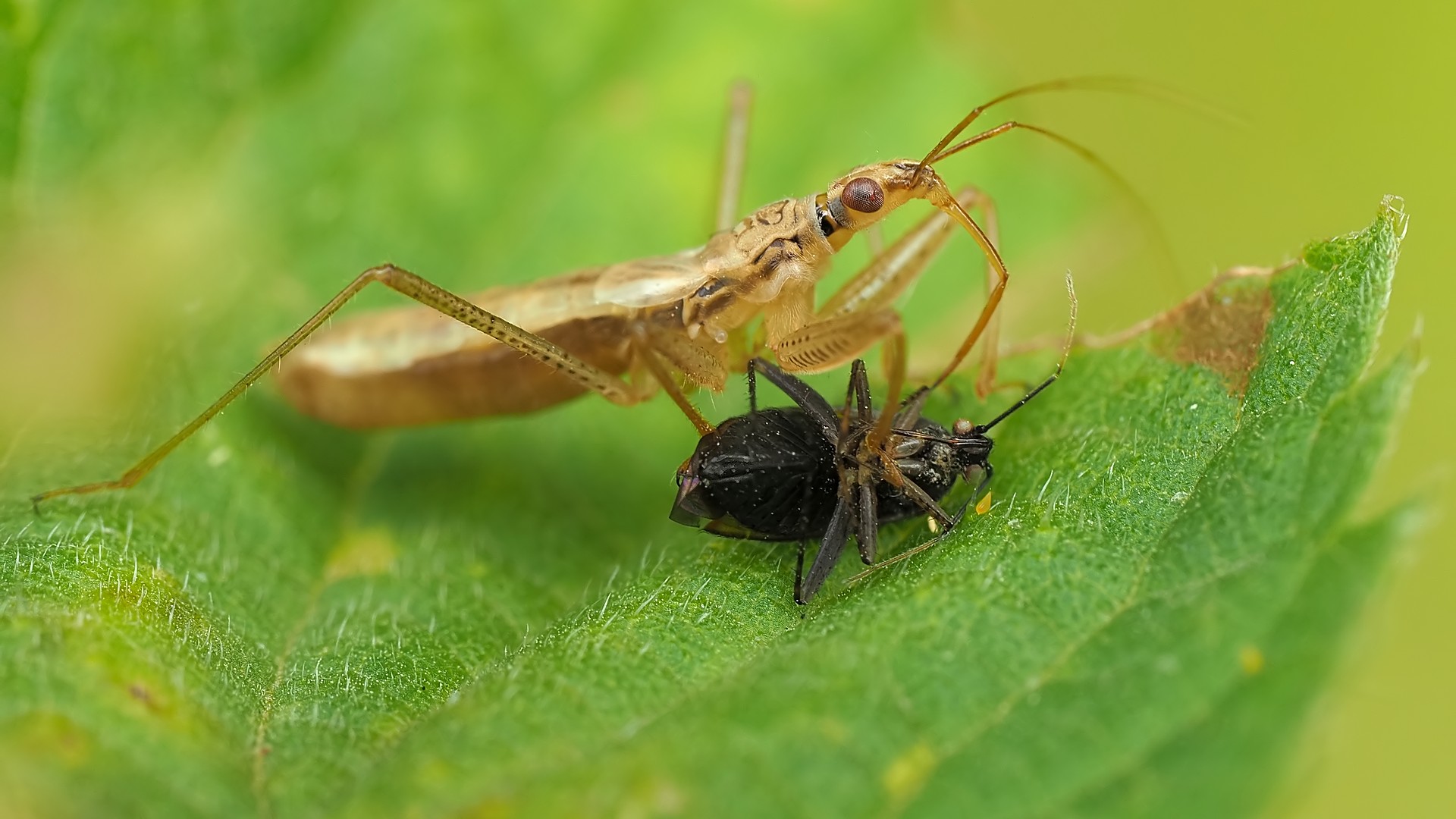 Nazwa:  zażartka095403mf.jpg
Wyświetleń: 31
Rozmiar:  277,0 KB