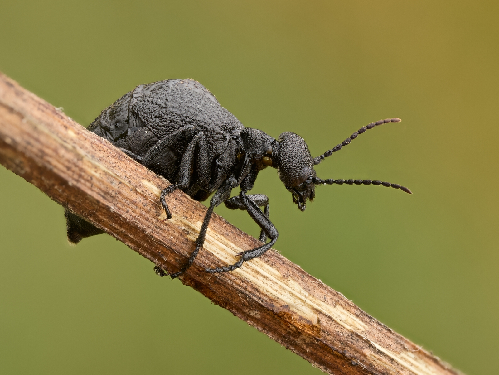 Nazwa:  Meloe rugosus 1'.jpeg
Wyświetleń: 51
Rozmiar:  1,11 MB