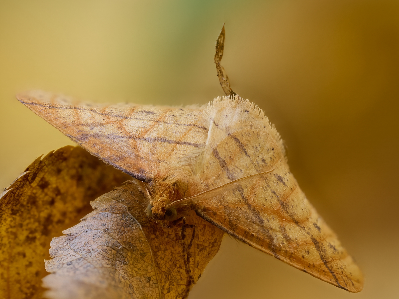 Nazwa:  Agriopis aurantiaria'.jpeg
Wyświetleń: 49
Rozmiar:  1,14 MB