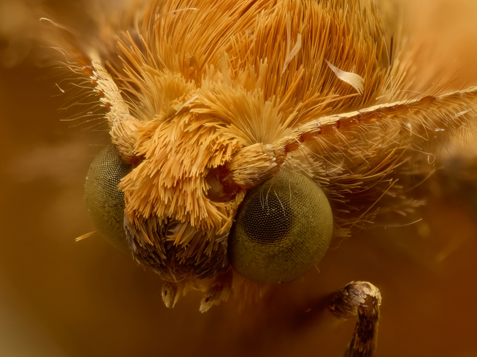 Nazwa:  Agriopis aurantiaria 1'.jpeg
Wyświetleń: 48
Rozmiar:  1,21 MB