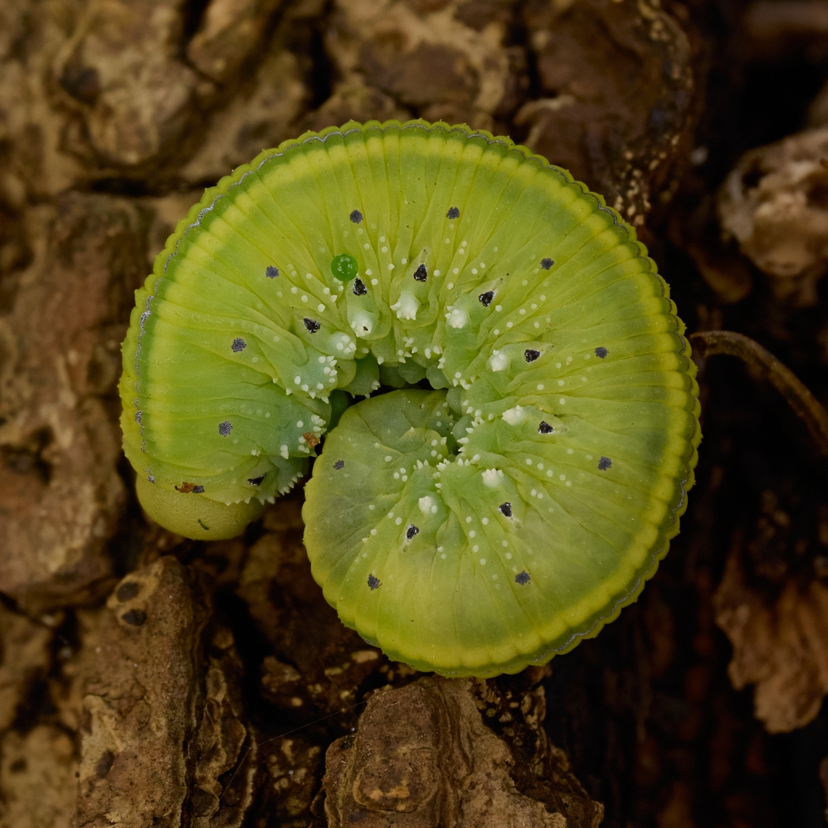 Nazwa:  Cimbex sp. 1'.jpeg
Wyświetleń: 48
Rozmiar:  952,5 KB