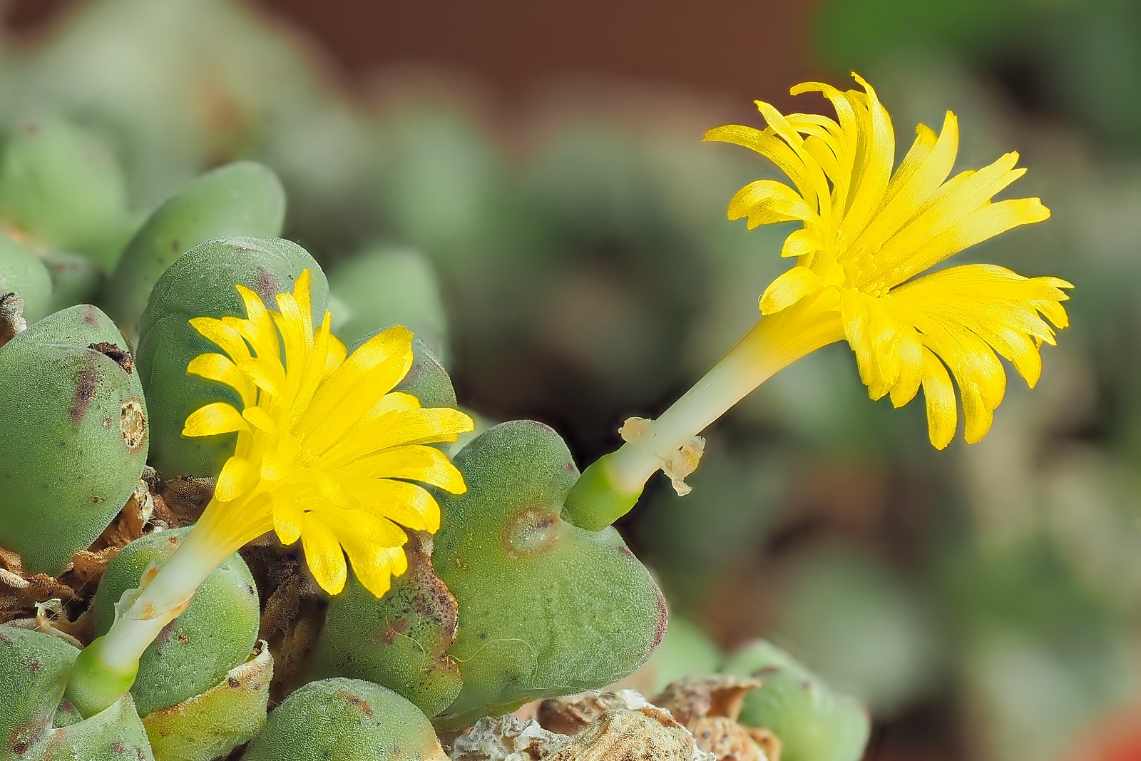 Nazwa:  Conophytum303536mf.jpg
Wyświetleń: 12
Rozmiar:  367,0 KB