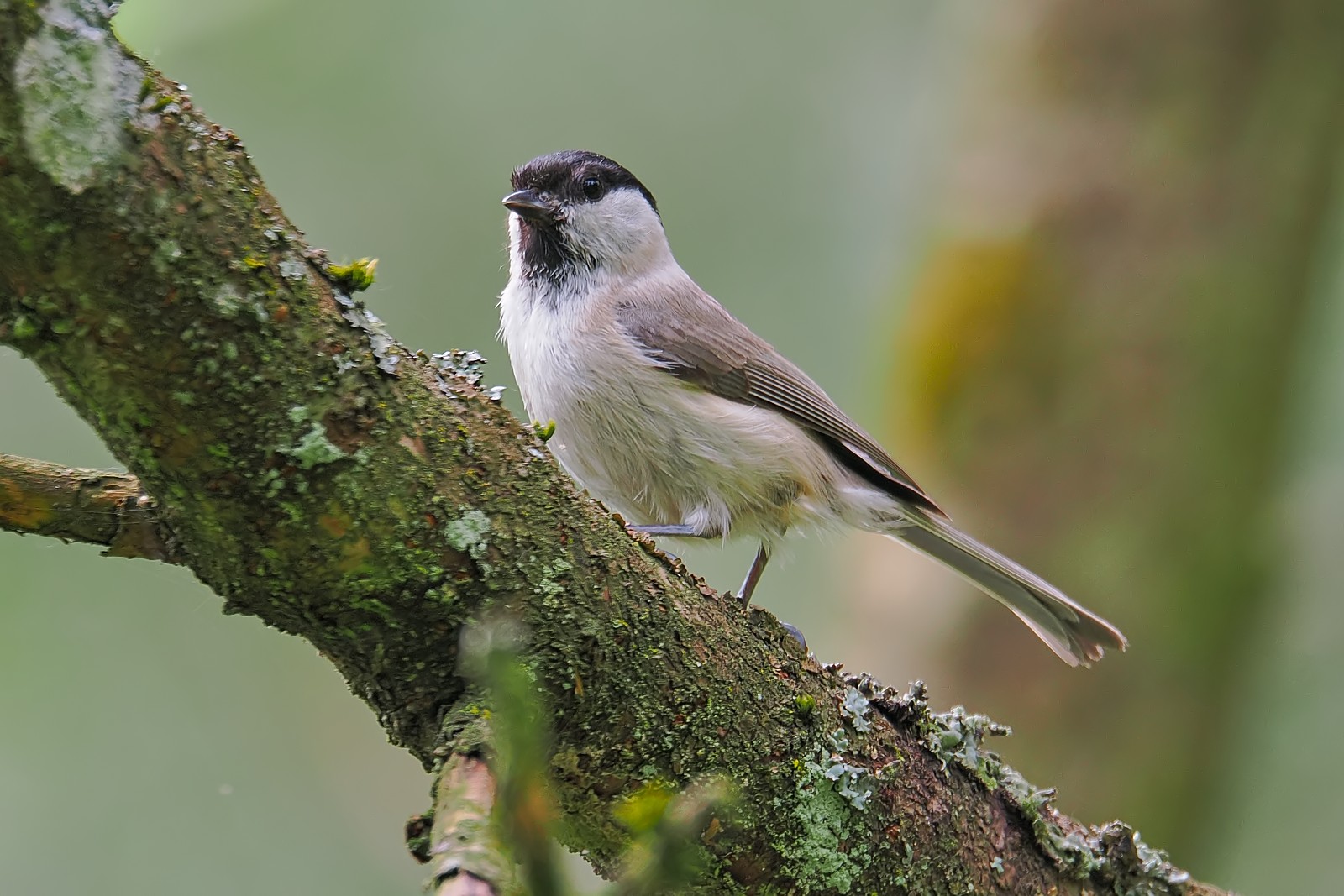 Nazwa:  sikora uboga202383jf.jpg
Wyświetleń: 74
Rozmiar:  302,5 KB