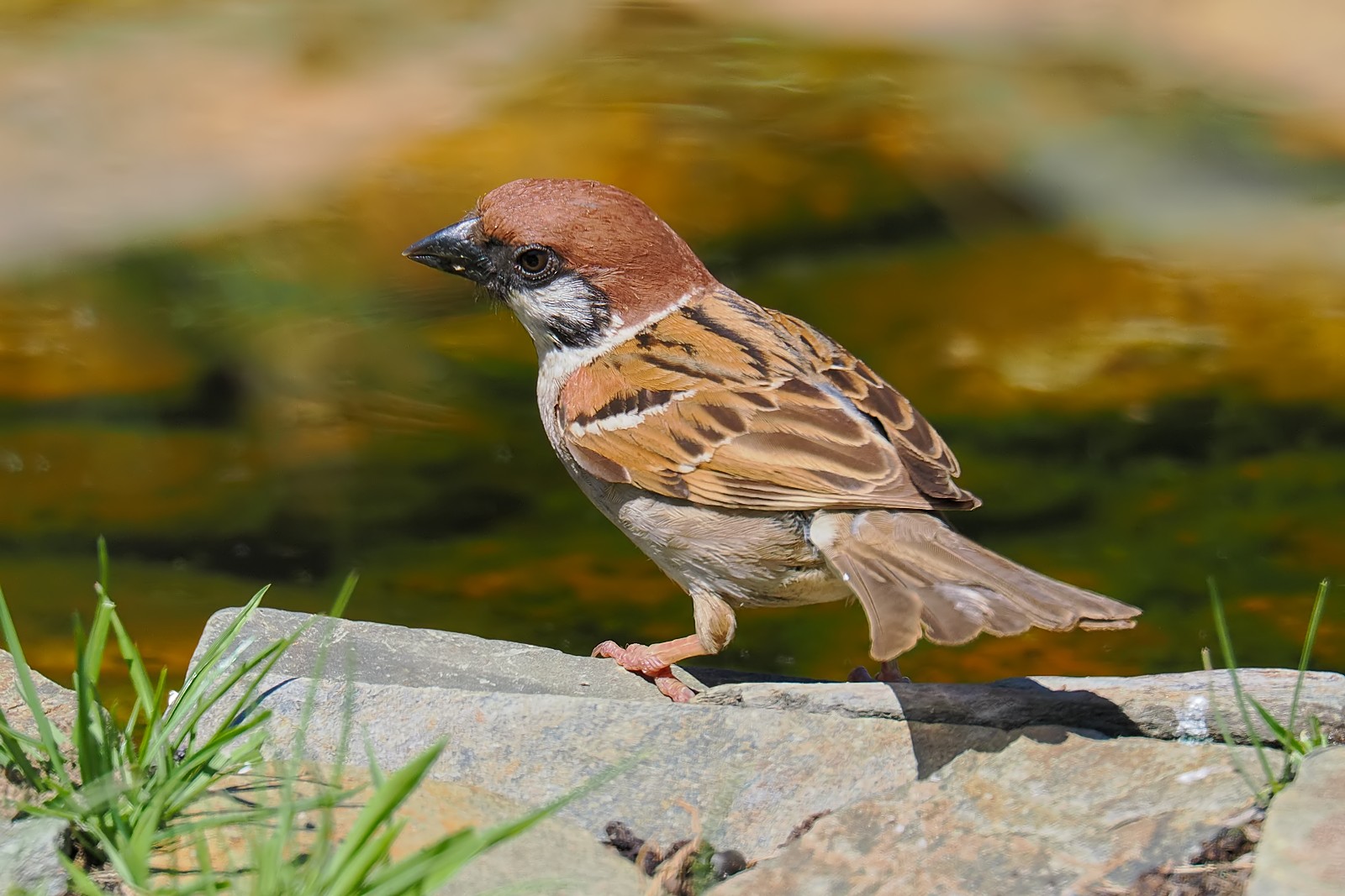 Nazwa:  mazurek280133jf.jpg
Wyświetleń: 66
Rozmiar:  288,7 KB