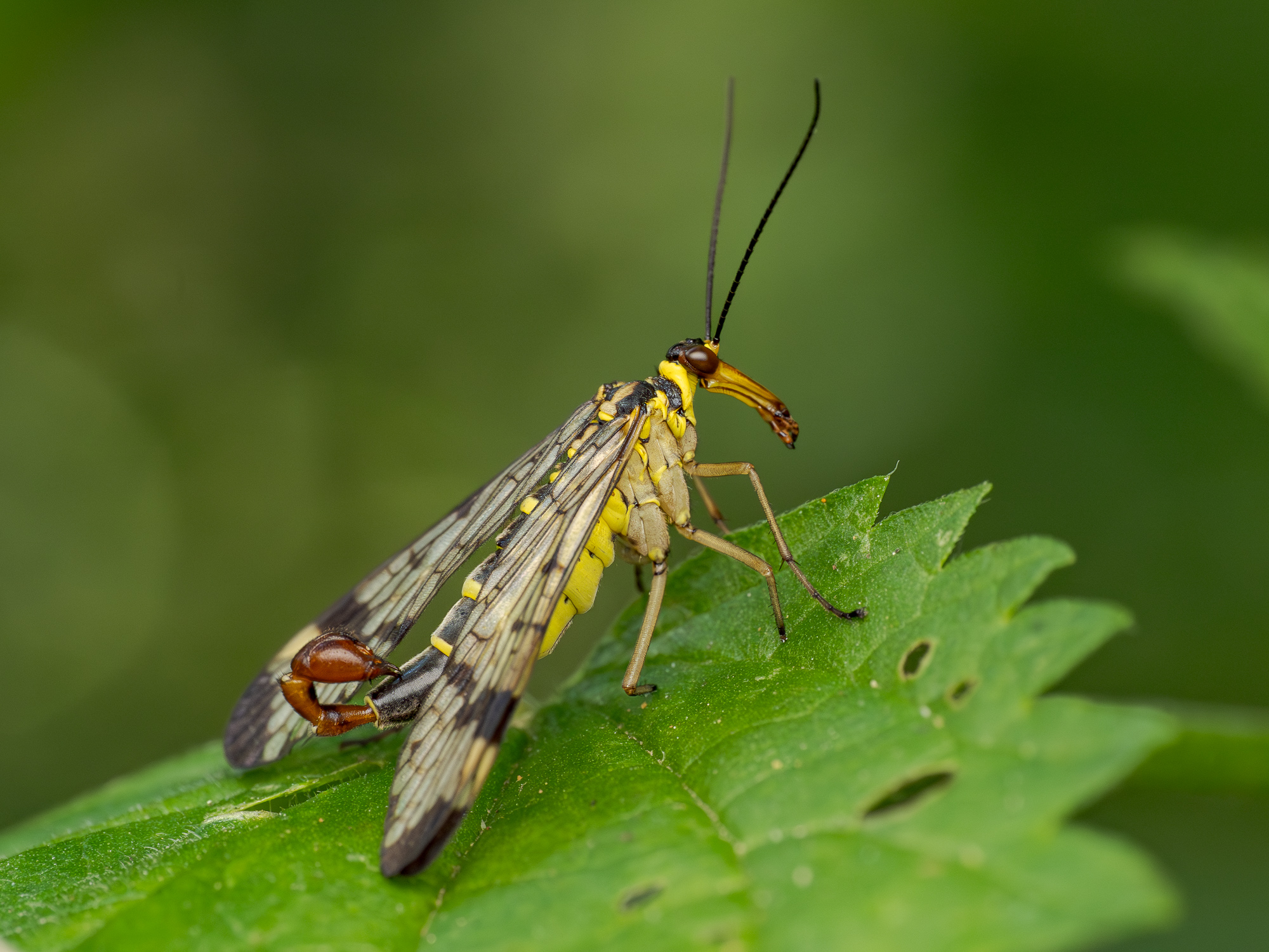 Nazwa:  Panorpa communis - Wojsiłka pospolita - 20250705_090733_2000.jpg
Wyświetleń: 33
Rozmiar:  963,0 KB