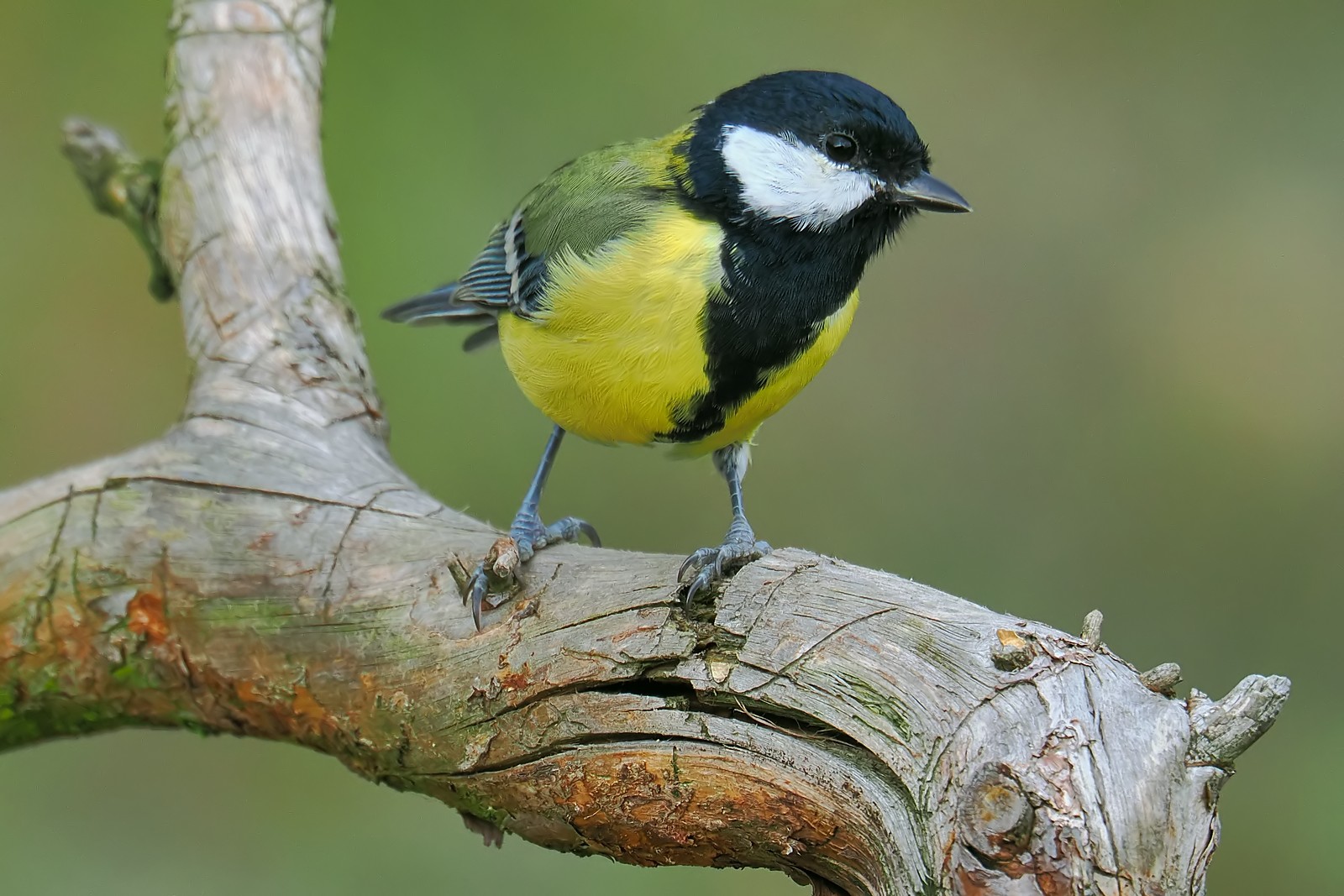 Nazwa:  bogatka346748jf.jpg
Wyświetleń: 60
Rozmiar:  312,0 KB