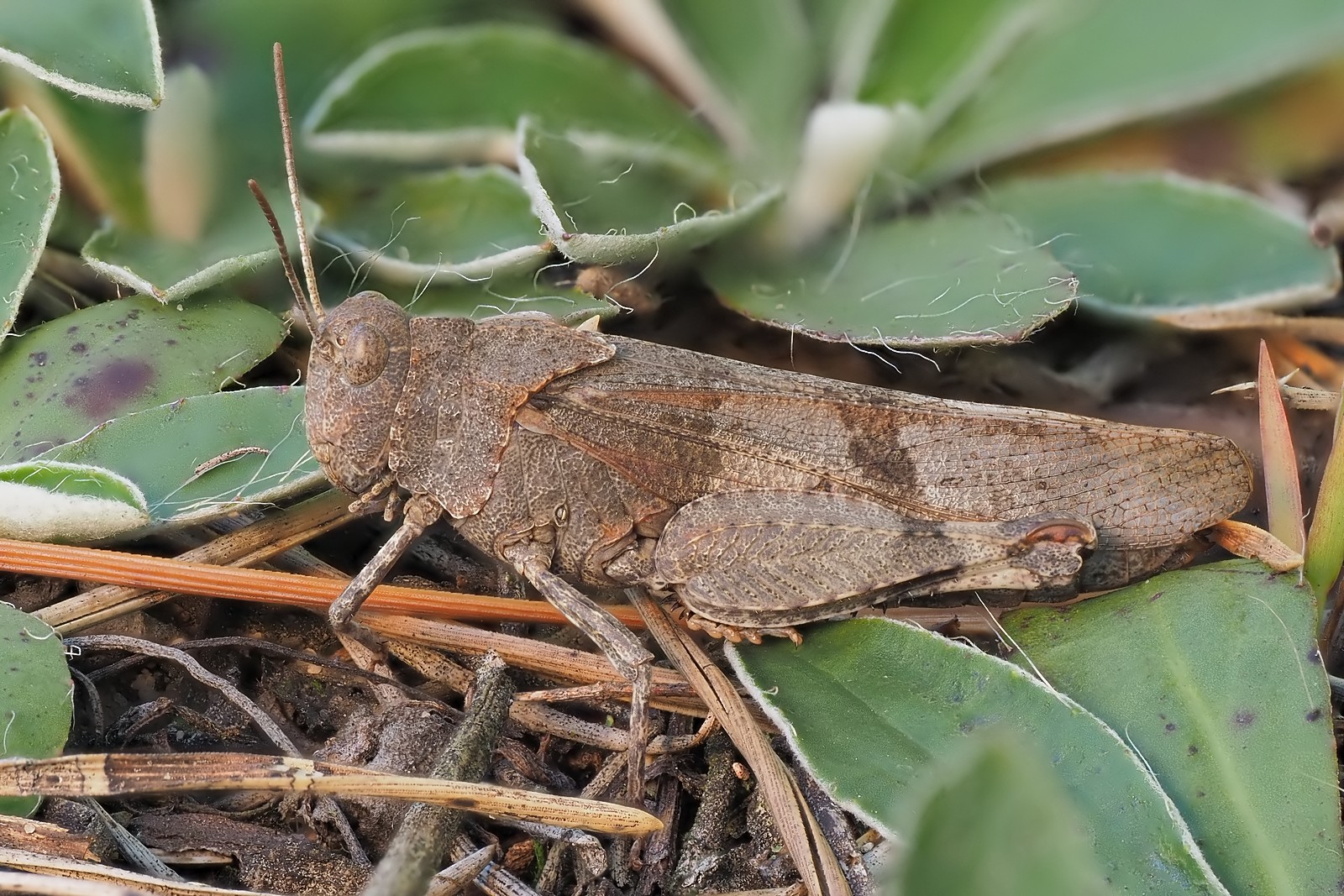 Nazwa:  siwoszek298387mf.jpg
Wyświetleń: 20
Rozmiar:  523,9 KB